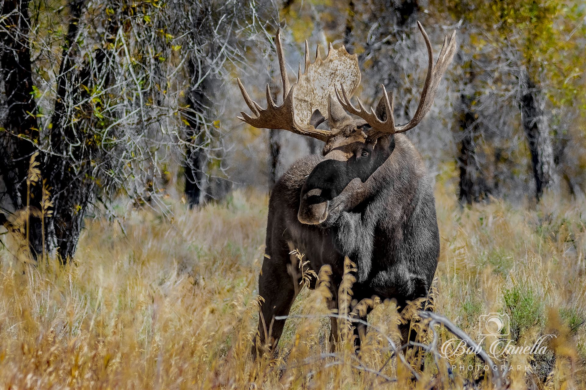 Big Bull Moose  by Buckmaster
