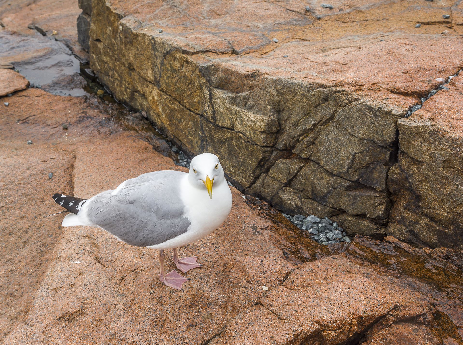 Sea Gull Acadia, Maine Sea Gull by Buckmaster