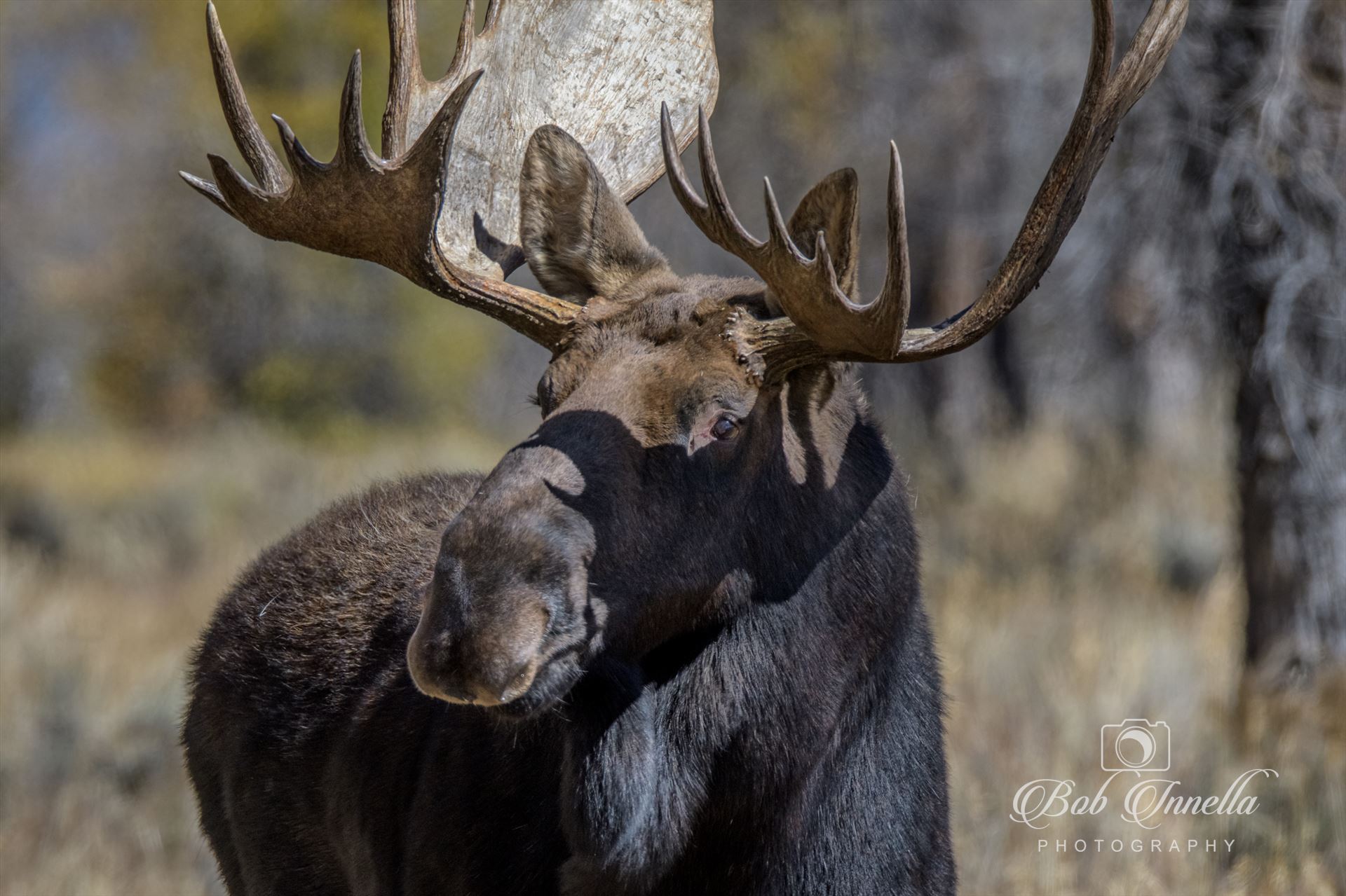 Moose Close Up Taken In Wyoming 2018 by Buckmaster