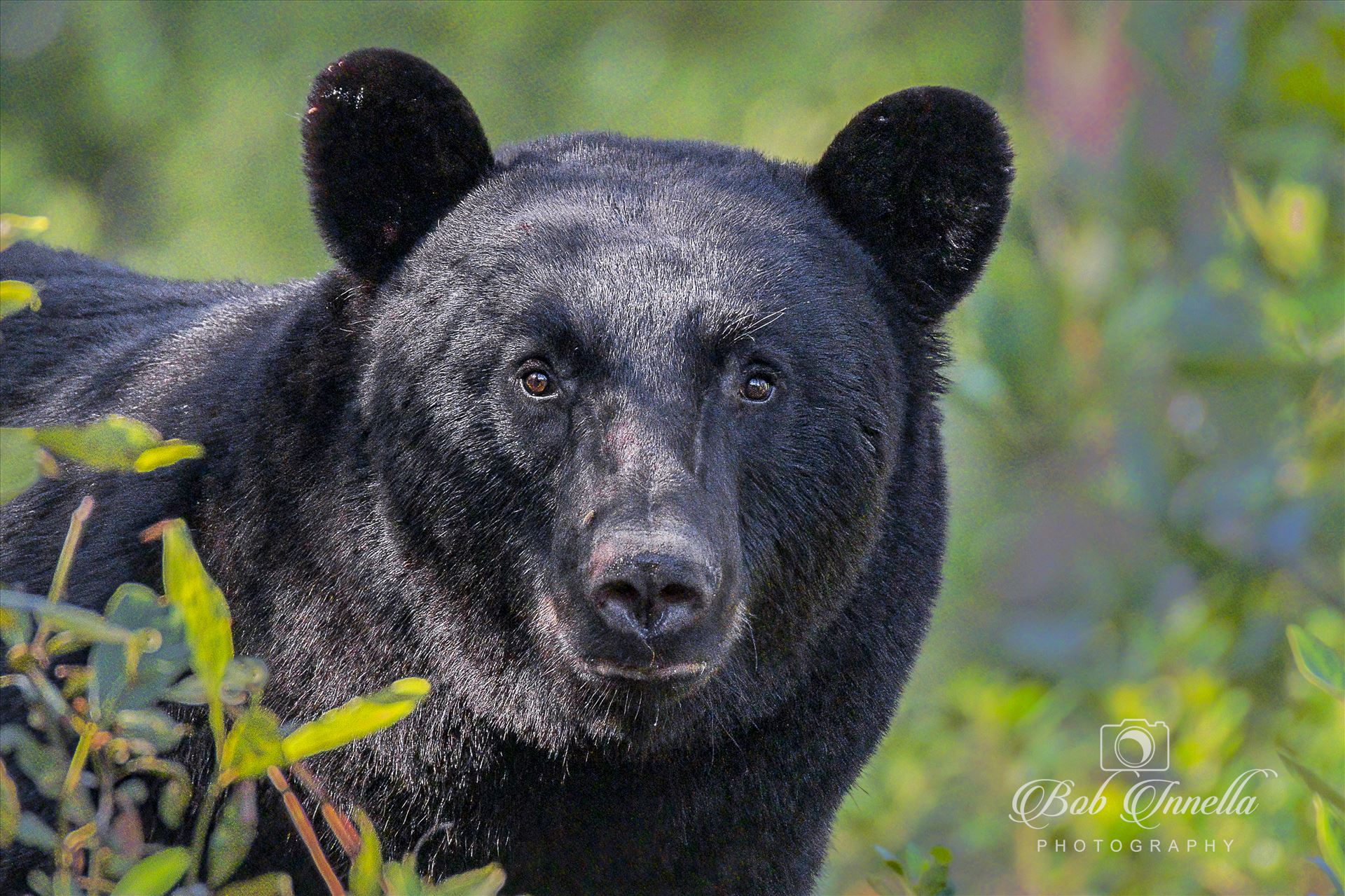 Black Bear Face  by Buckmaster