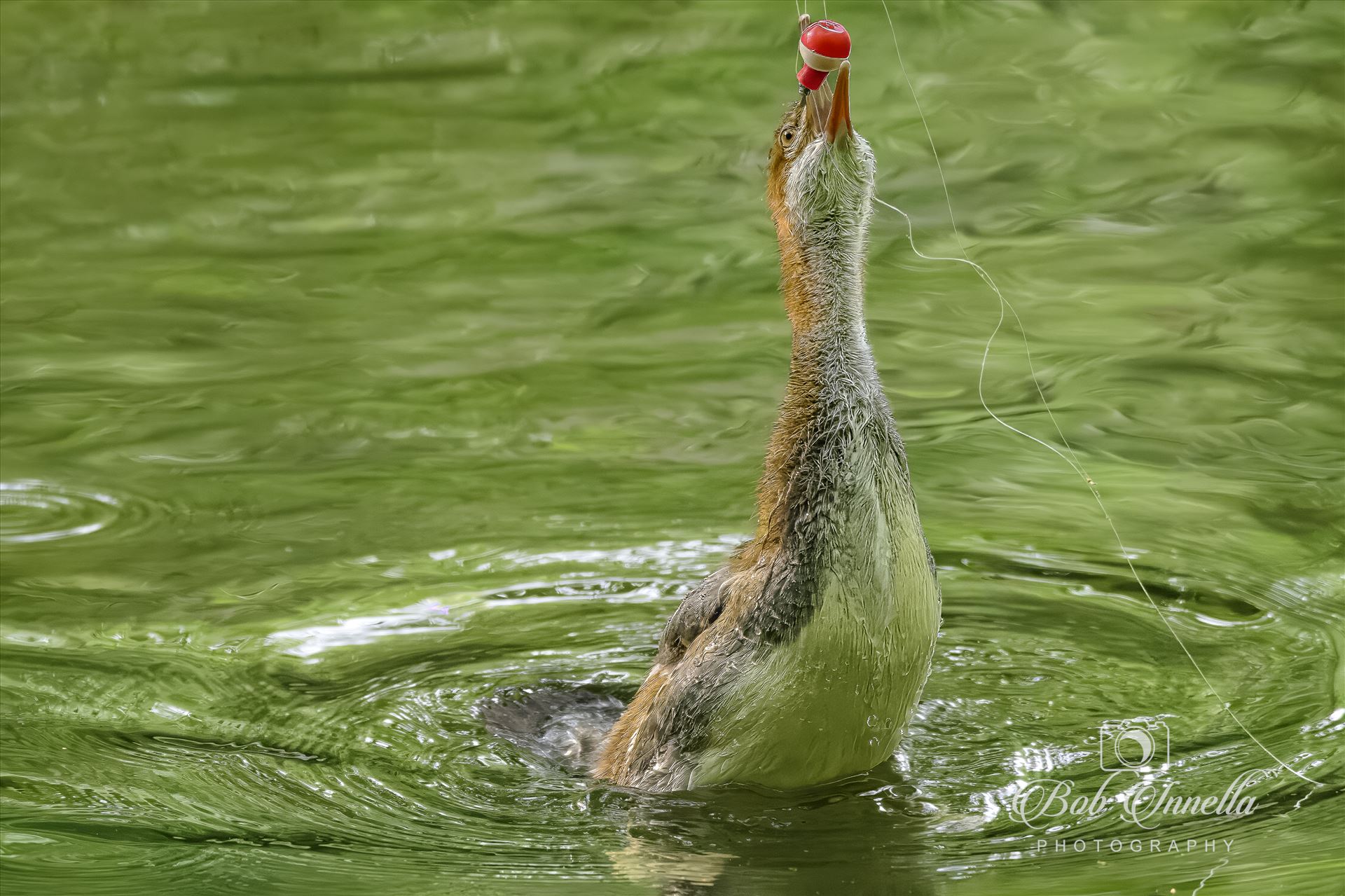 Common Merganser Duckling Tasting a Fishing Bobber  by Buckmaster