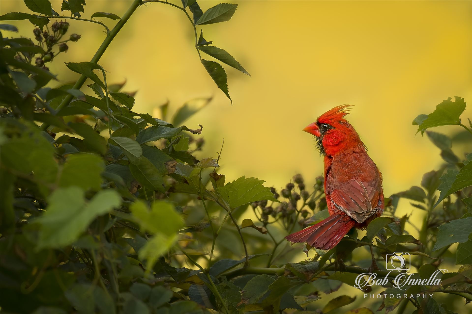 Northern Male Cardinal with Greenery  by Buckmaster