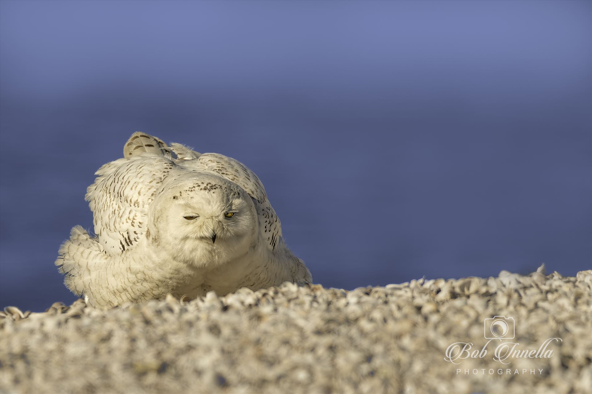 Snowy Owl Napping-2  by Buckmaster