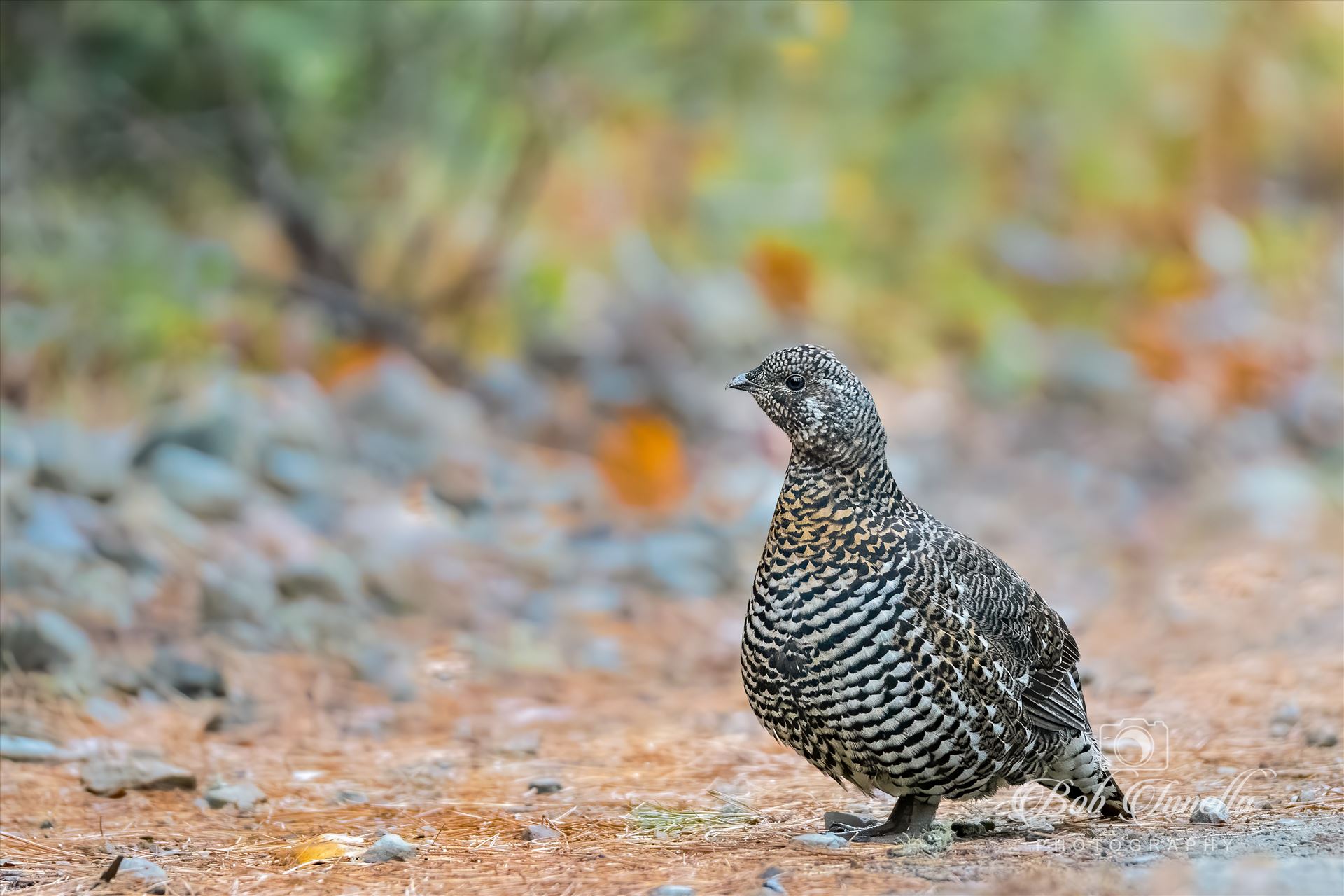 Female Spruce Grouse  by Buckmaster