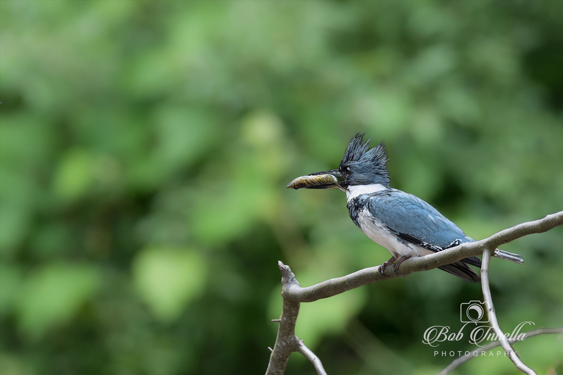 Kingfisher with Fish  by Buckmaster