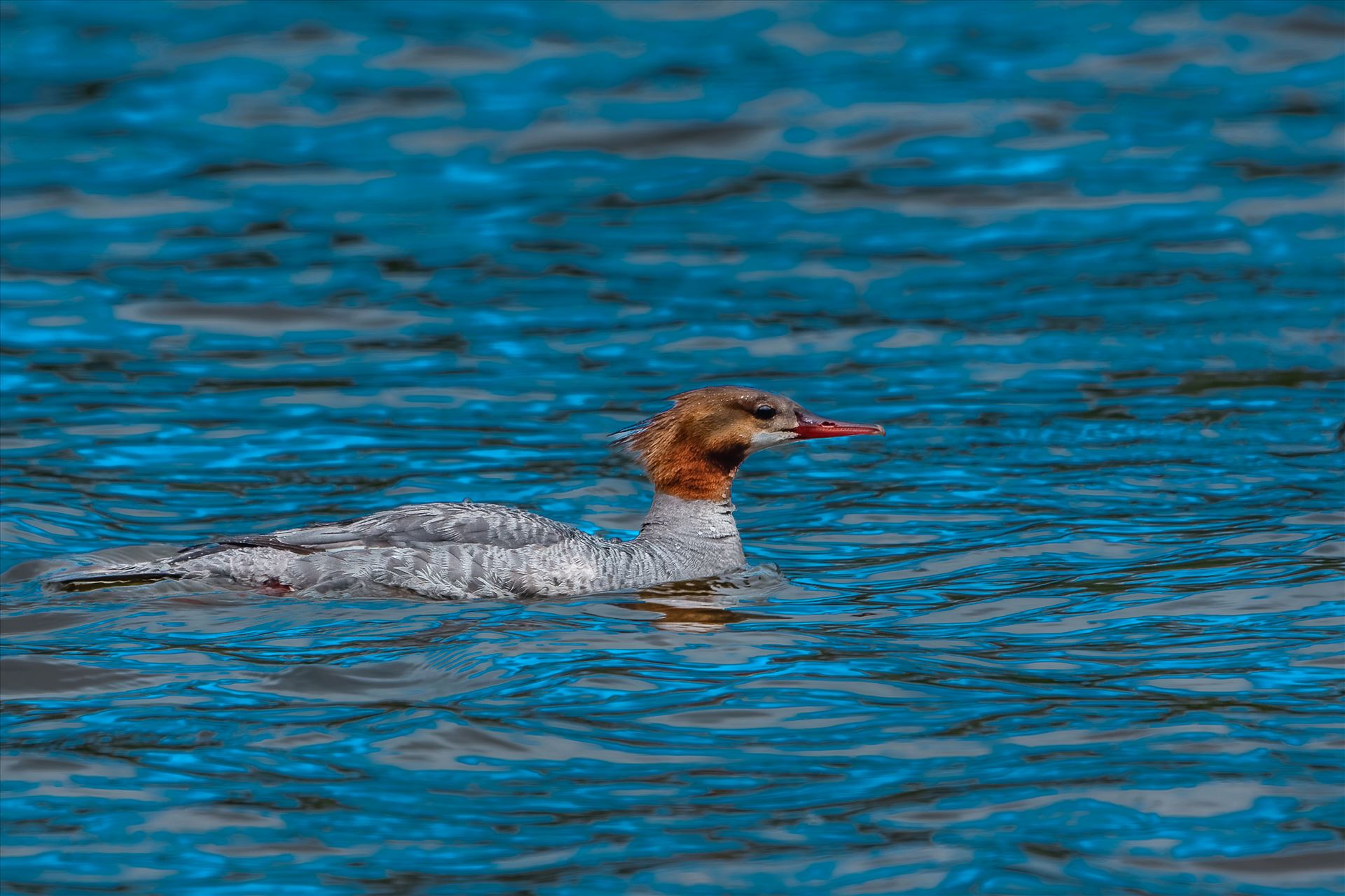 Common Merganzer Taken in Maine by Buckmaster