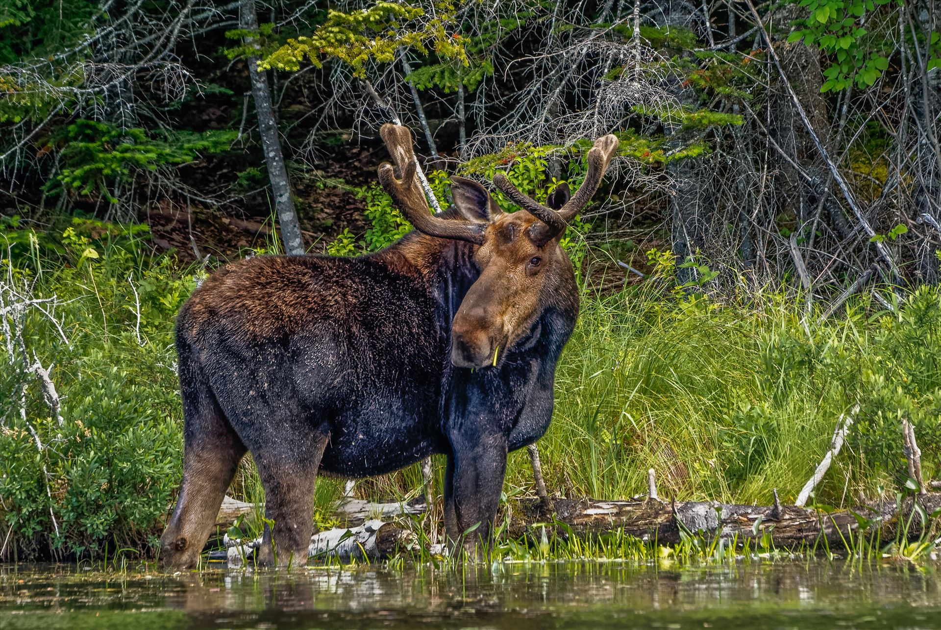 Bull Moose Taken in June 2015 in Northern Maine, USA by Buckmaster