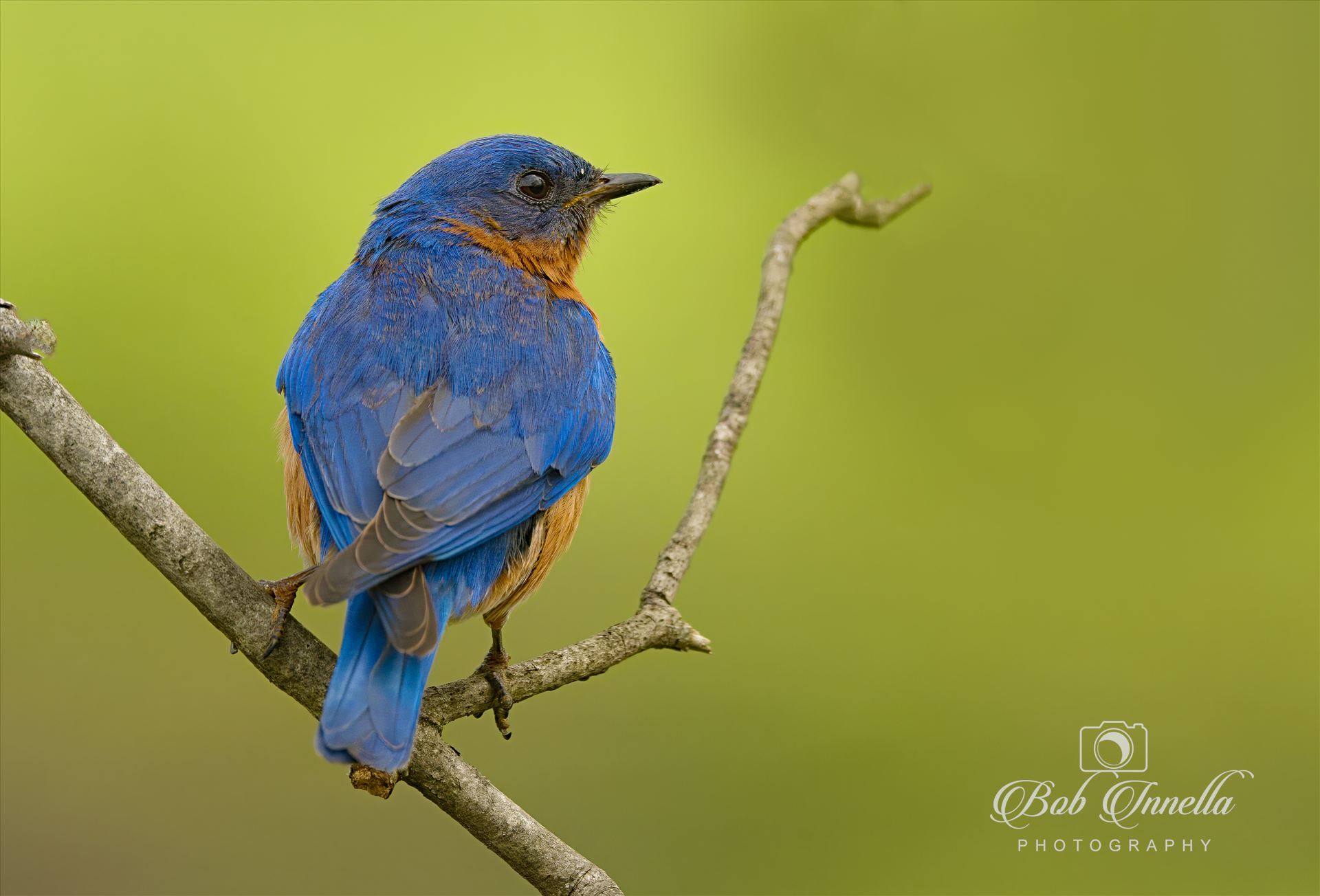 Eastern Bluebird  by Buckmaster