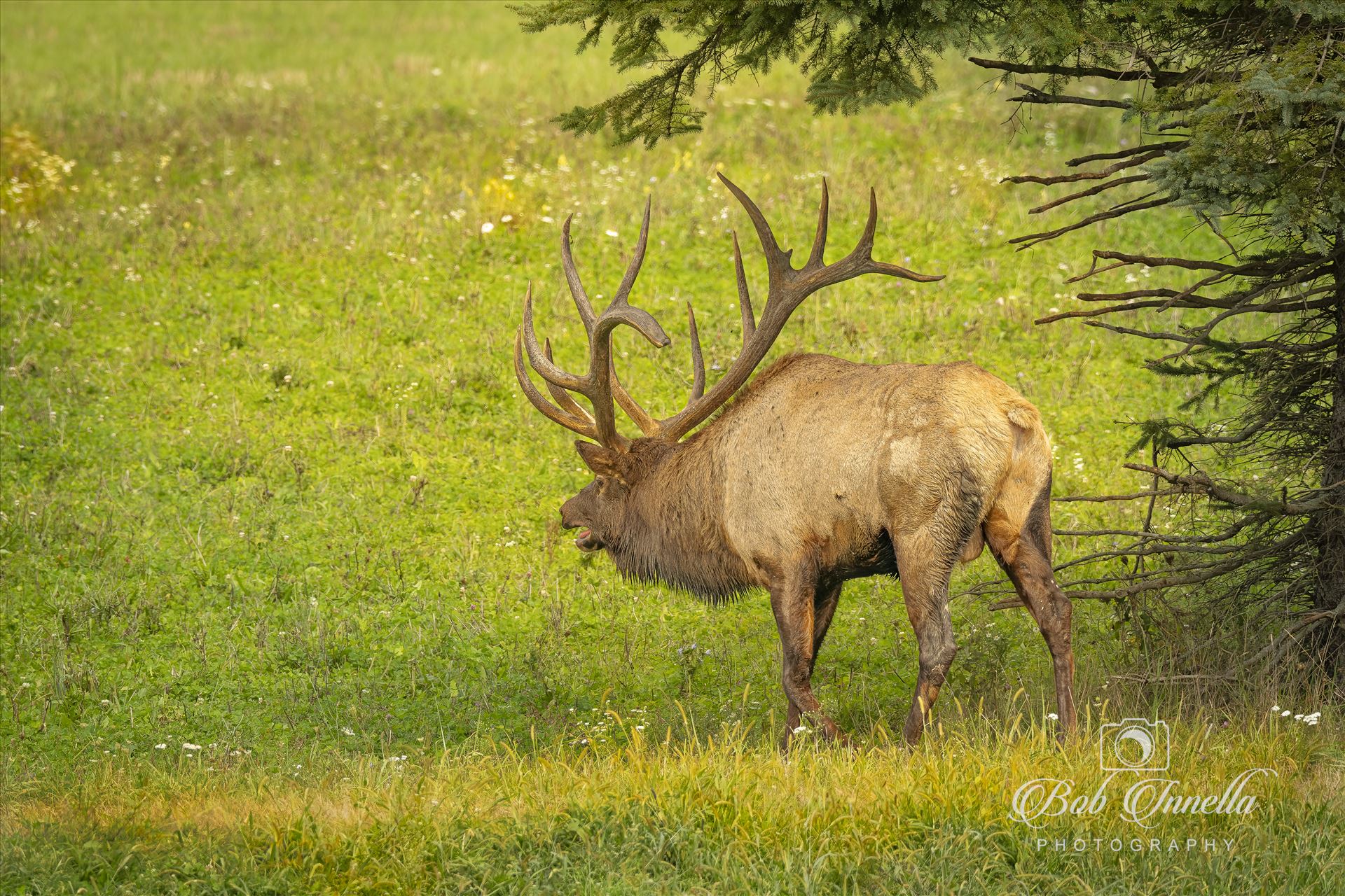 North American Bull Elk  by Buckmaster