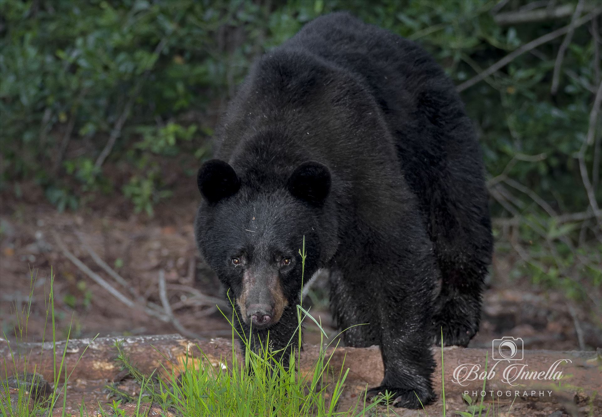 Unhappy Bear  by Buckmaster