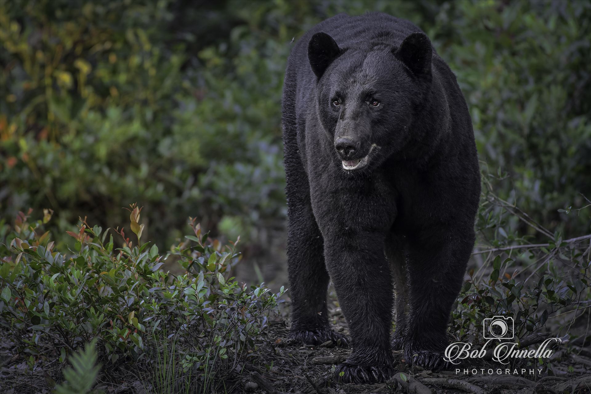 Friendly Black Bear.  by Buckmaster