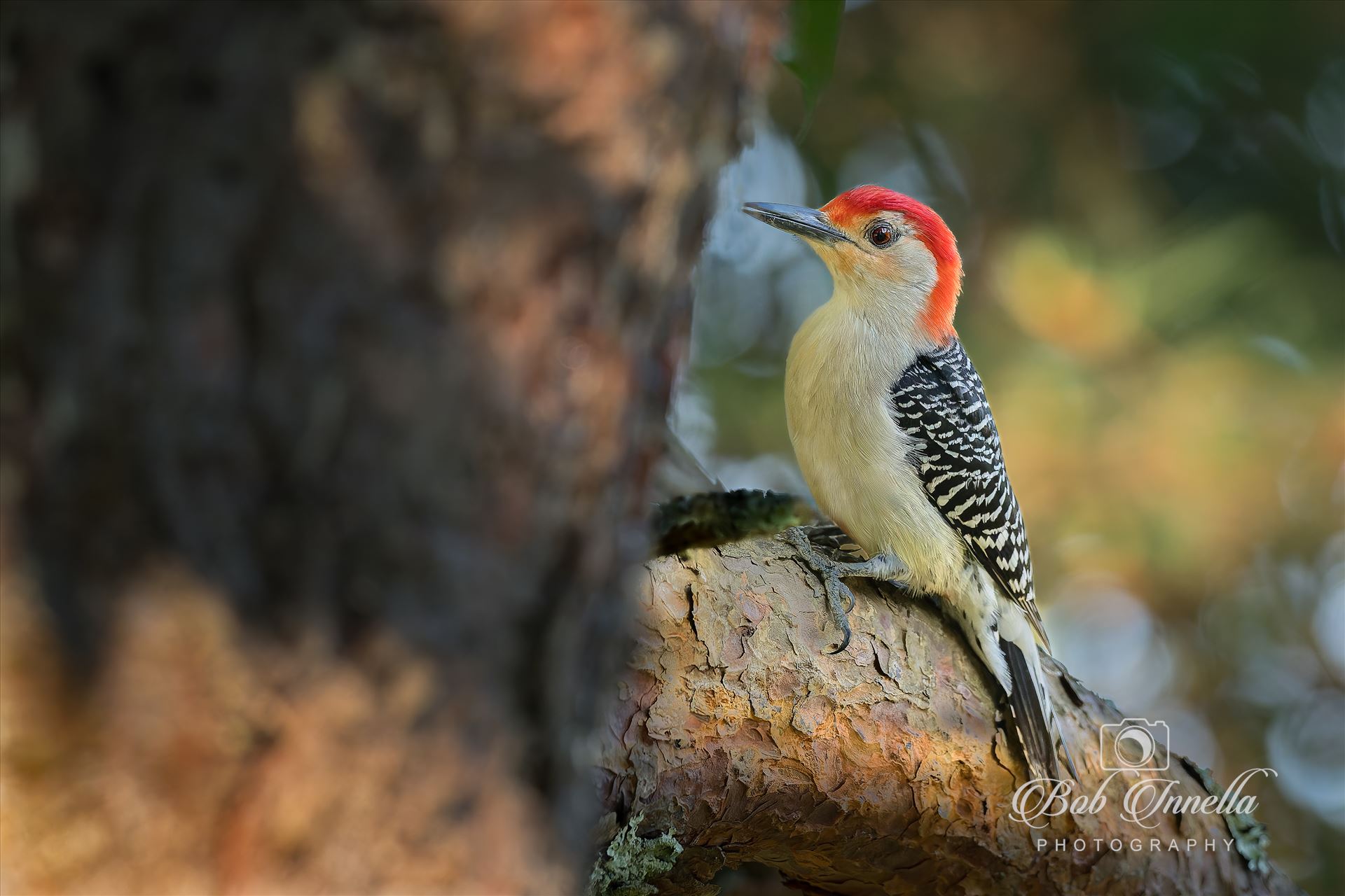 Red Bellied Woodpecker  by Buckmaster