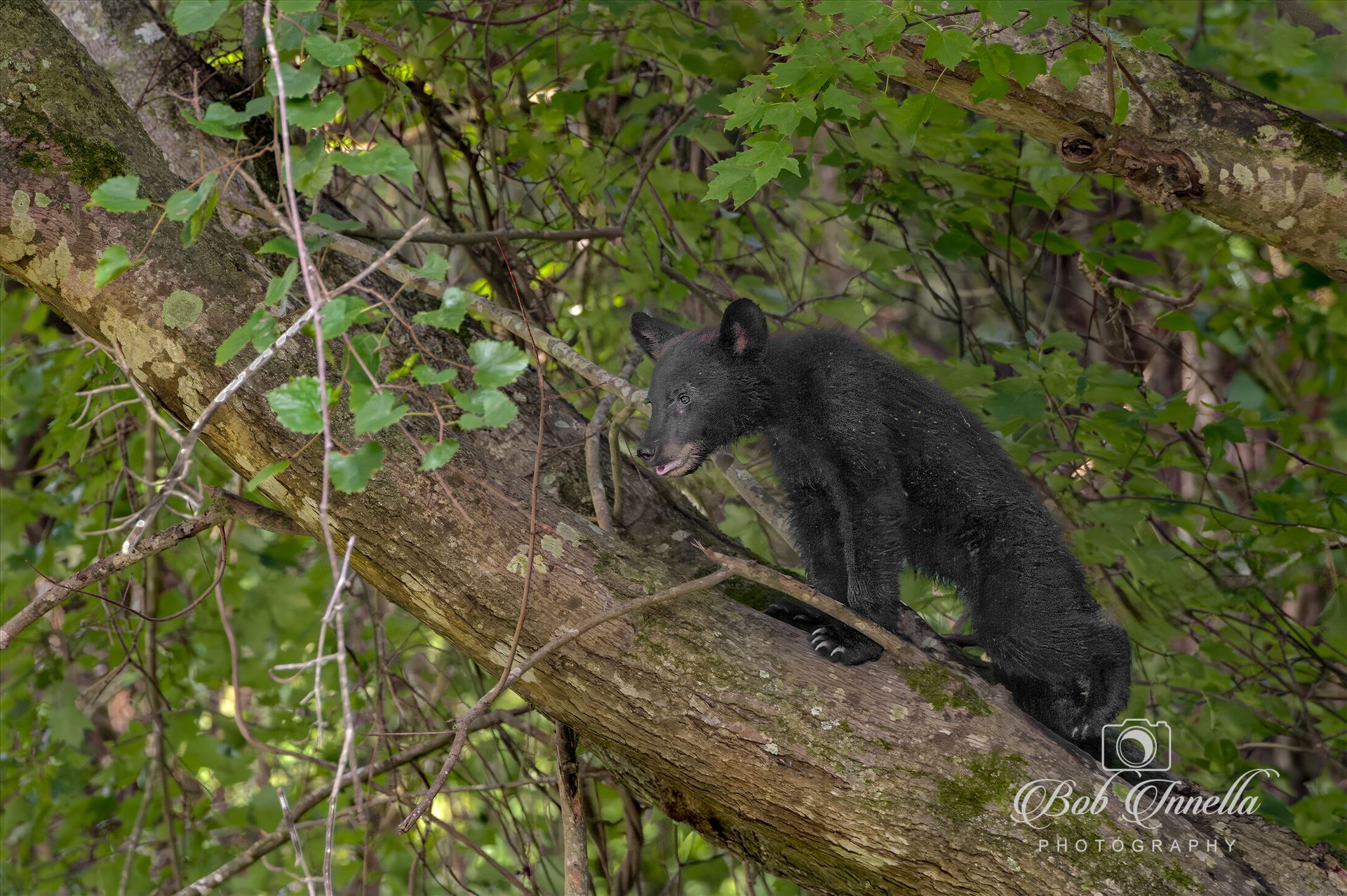 North Carolina Black Bear Cub Treed 2023 North Carolina by Buckmaster