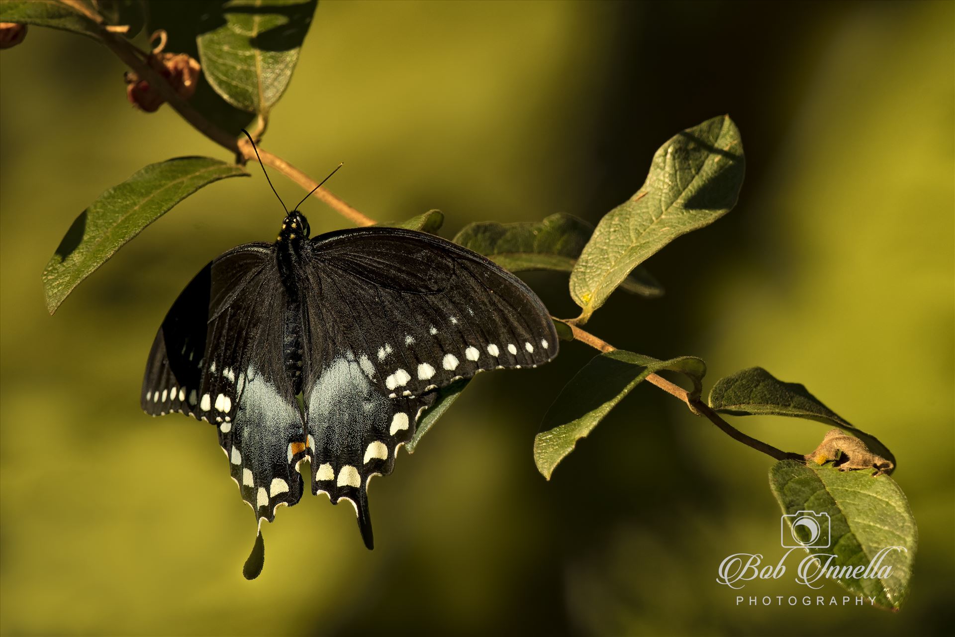 Black Swallowtail in Delaware Water Gap, Pa  by Buckmaster