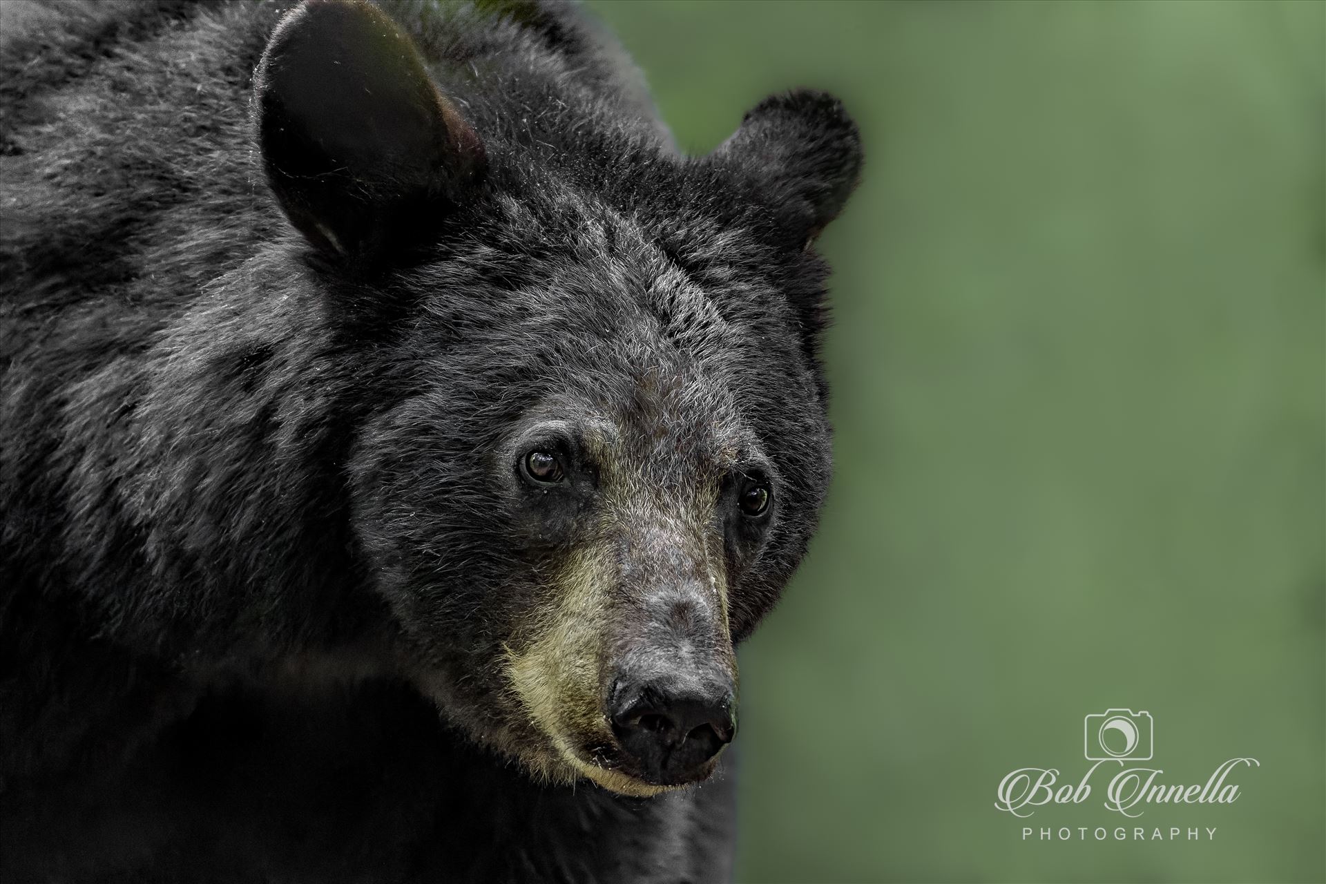 Black Bear Sow Up Close  by Buckmaster