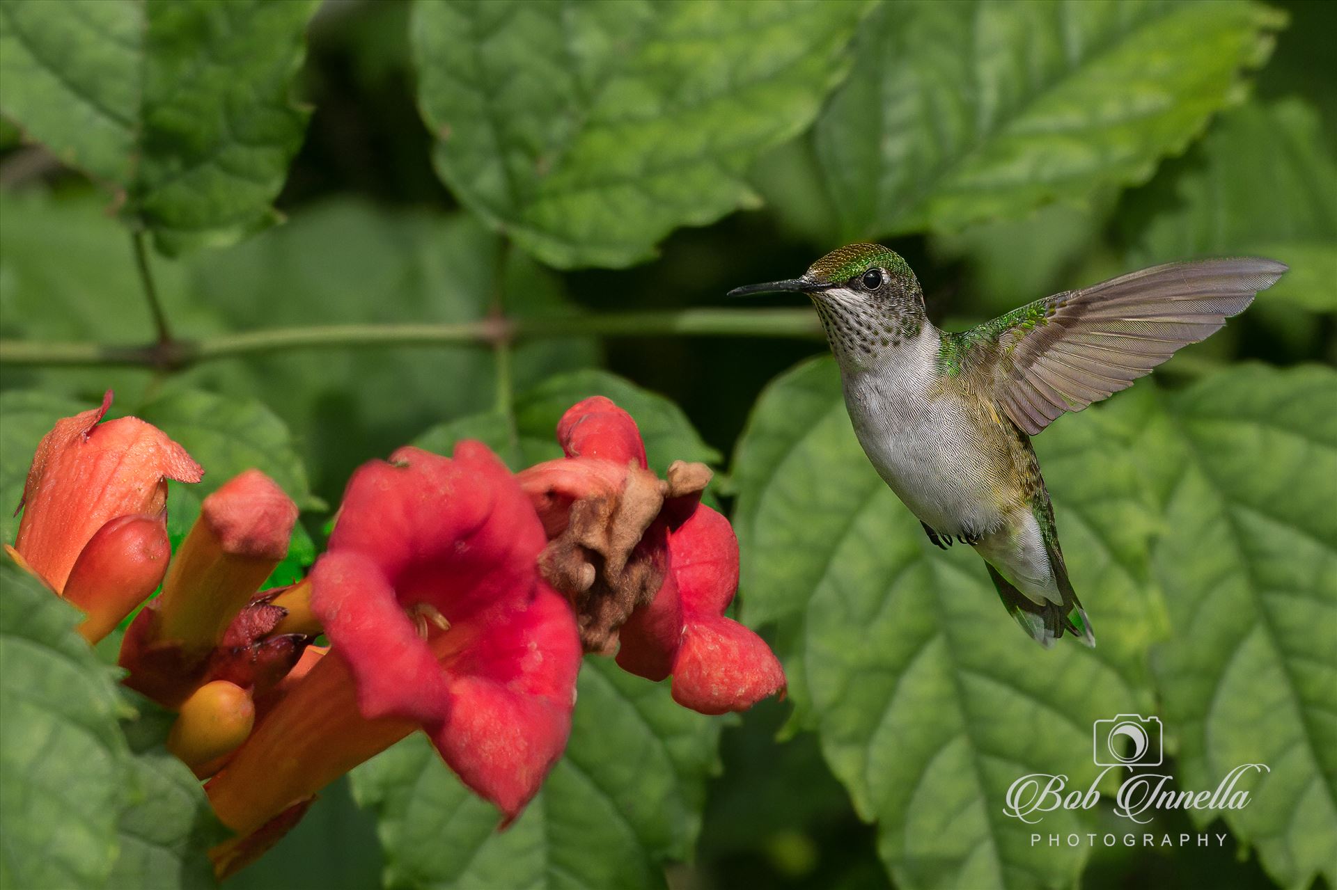 Ruby Throated Hummingbird  by Buckmaster