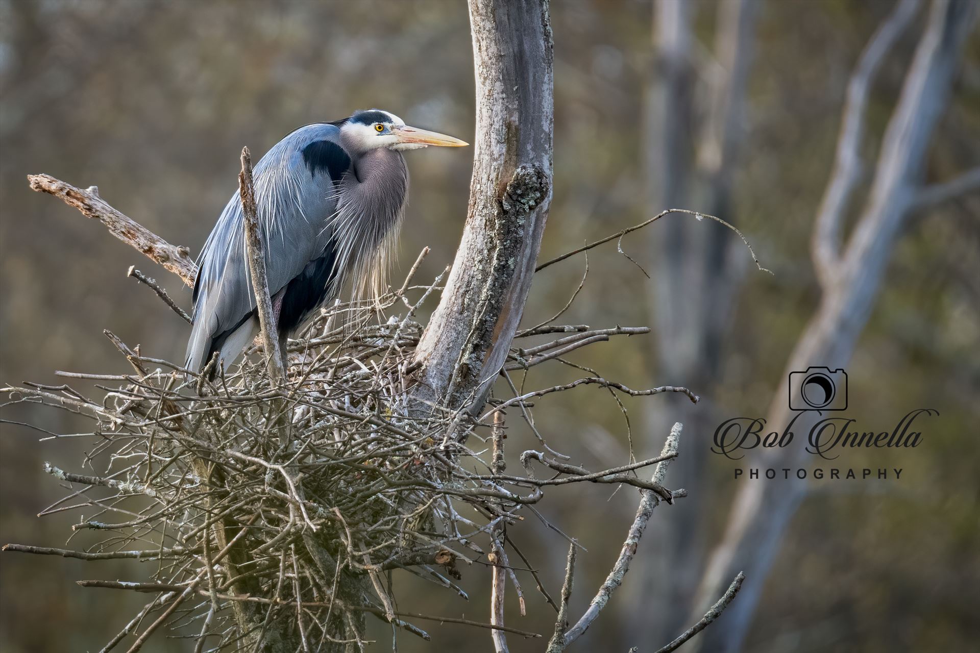 Great Blue Heron On Nest  by Buckmaster