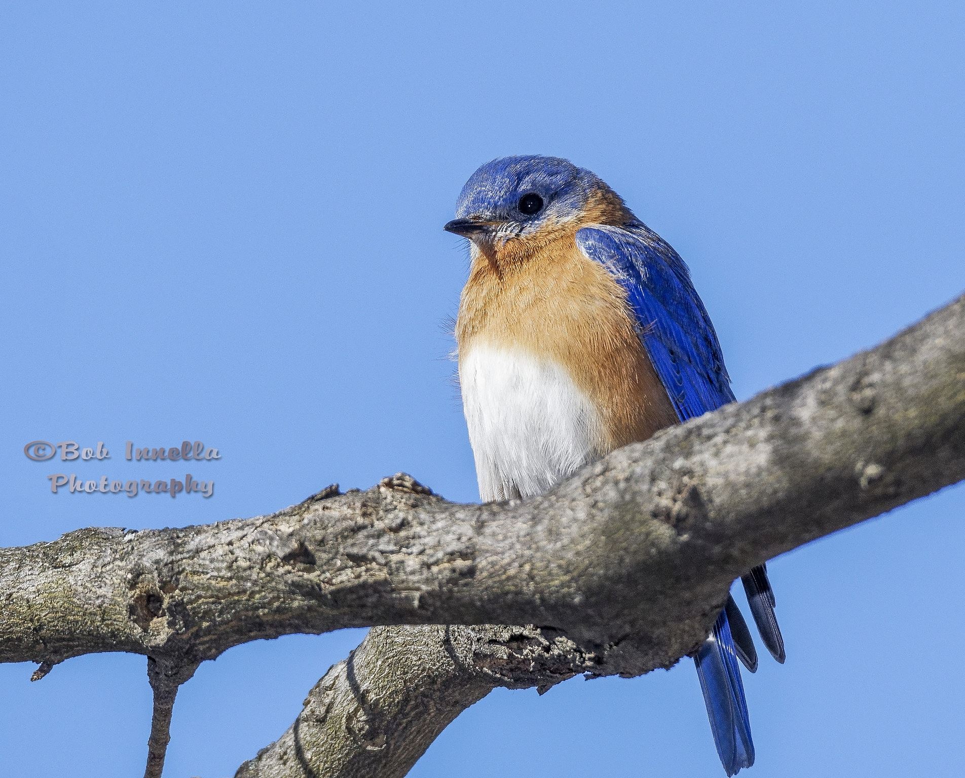 Eastern Bluebird From The Wilds Of Pennsylvania by Buckmaster