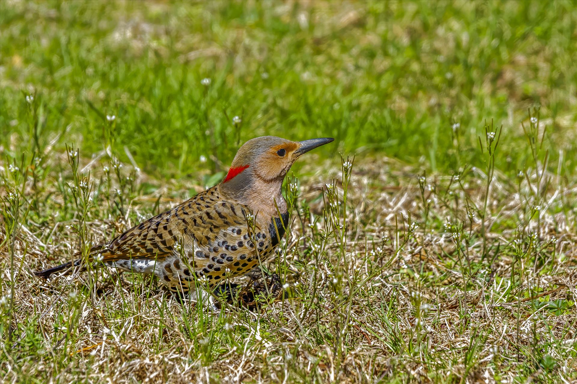 Grounded Northern Flicker Ground Feeding by Buckmaster