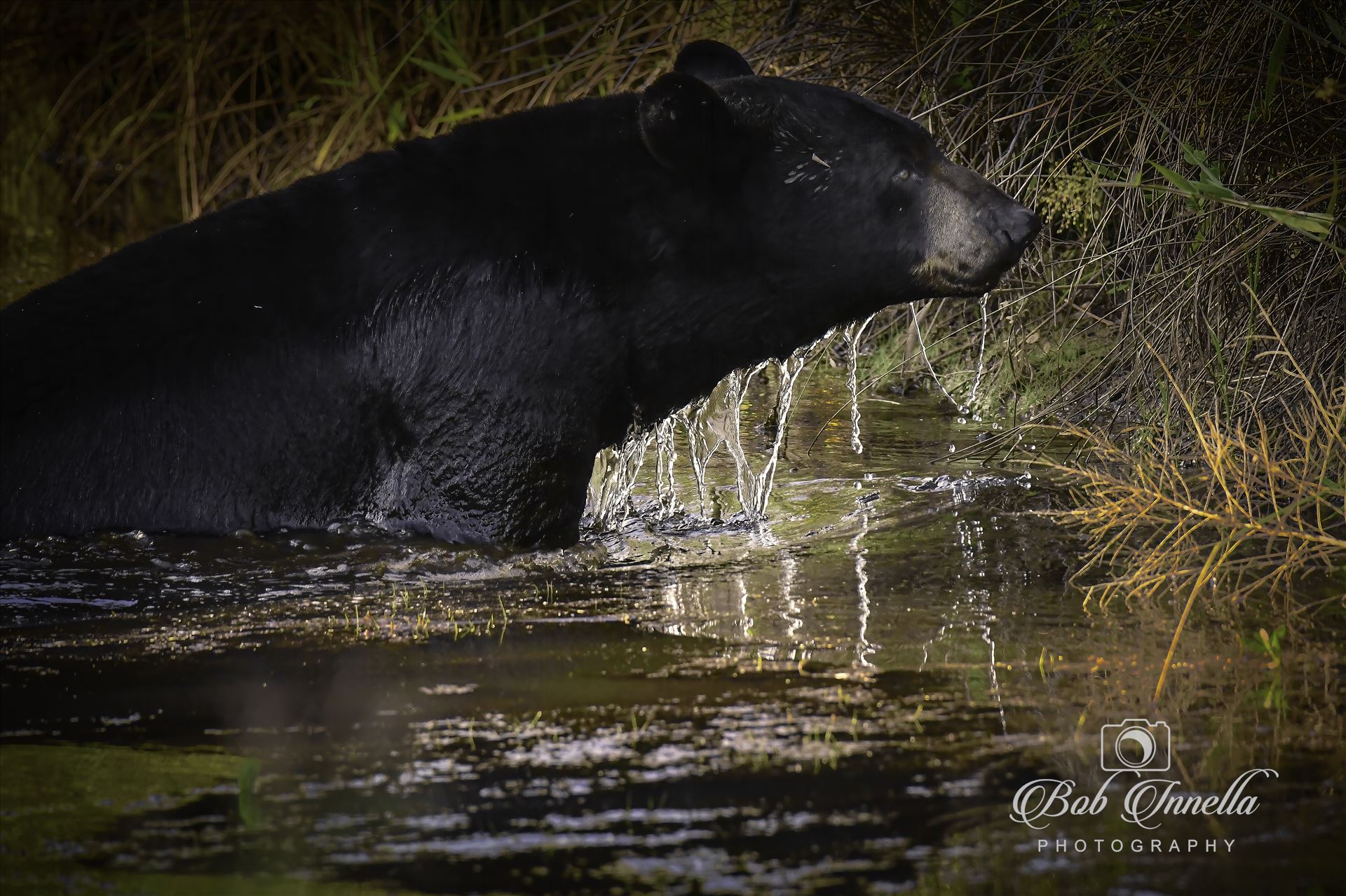 Black Bear Crossing Stream  by Buckmaster