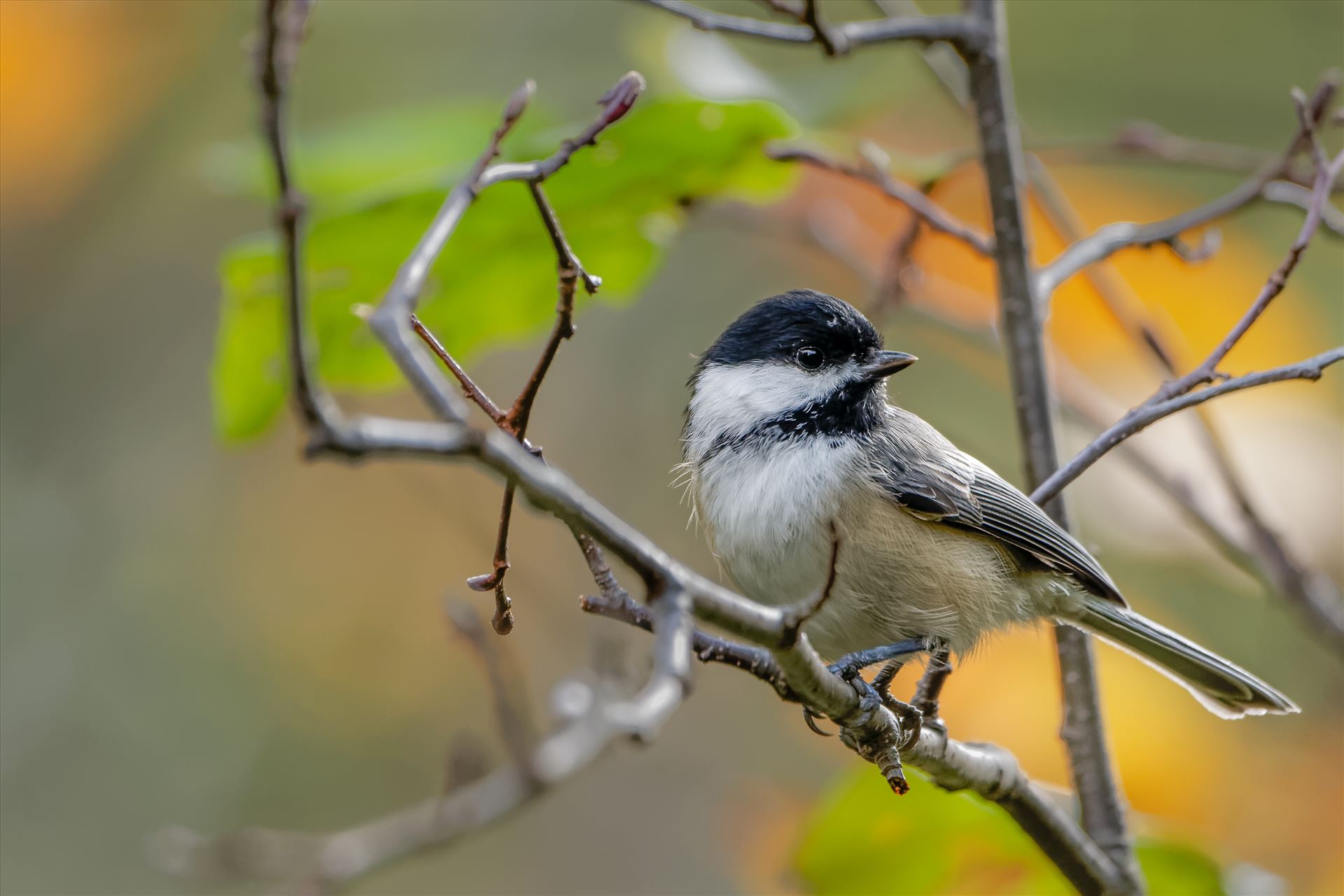 Black- Capped Chickadee Photographed in October 2014 in Northern, Maine by Buckmaster