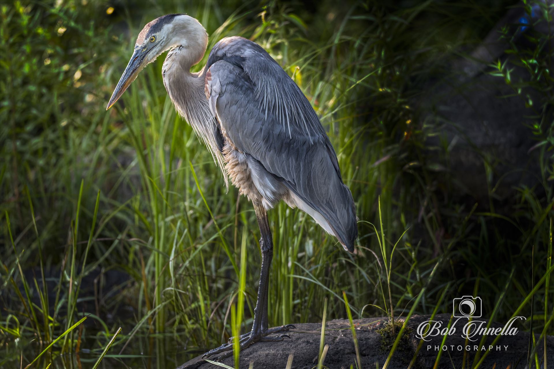 GBH  by Buckmaster