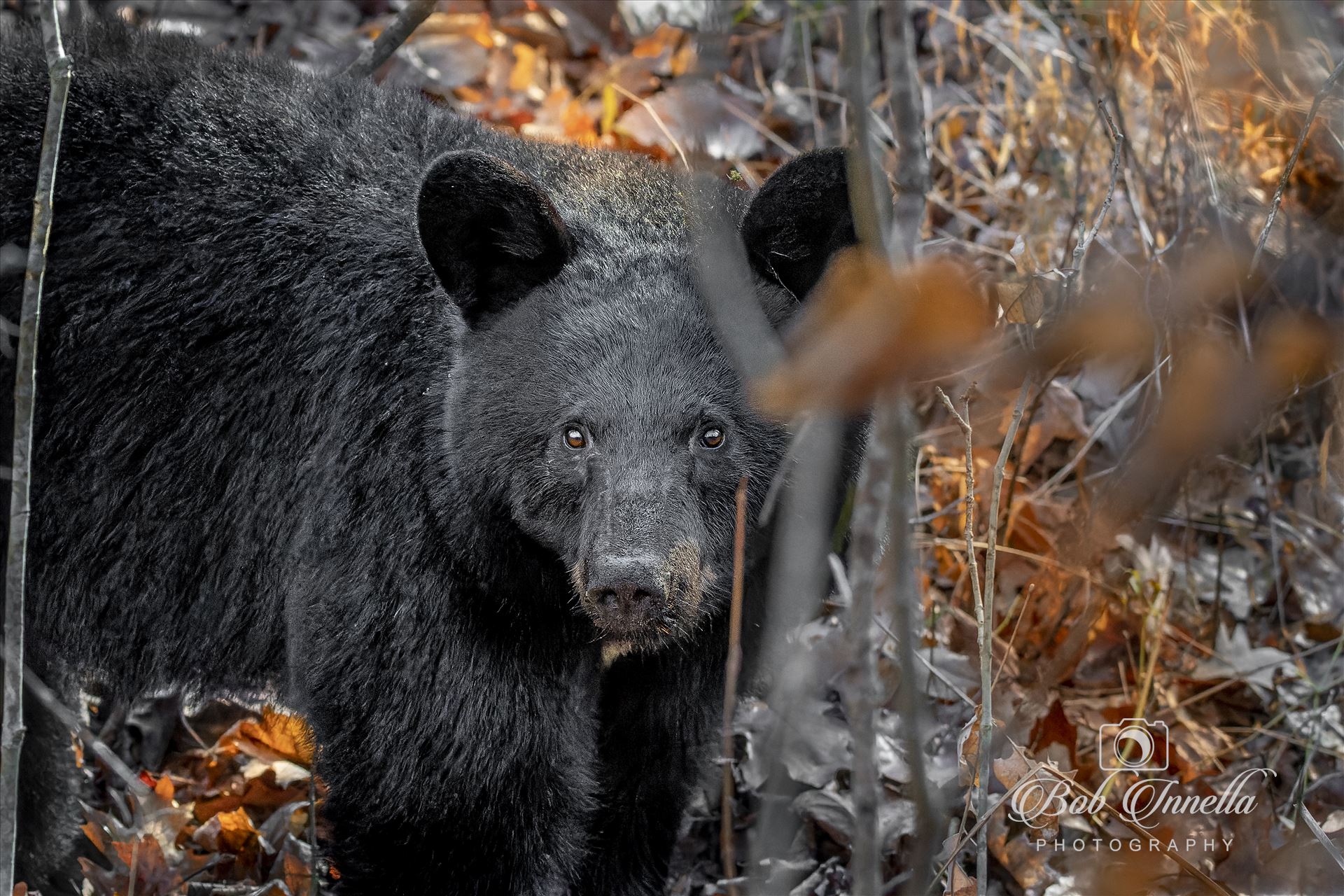 Curious Black Bear in November  by Buckmaster