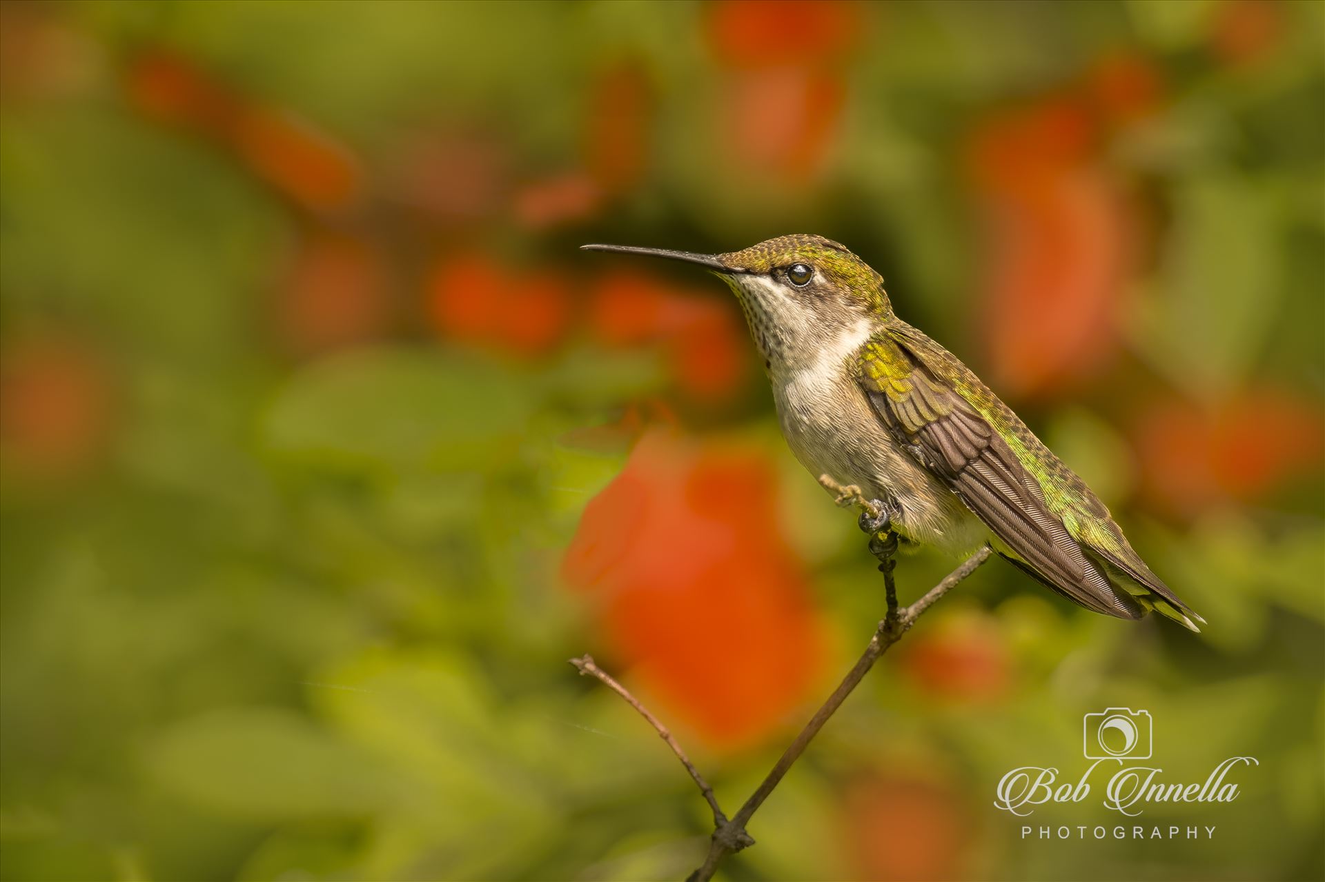 Female Ruby Throated Hummingbird on a Perch with Trumpet Flowers in Backdrop  by Buckmaster