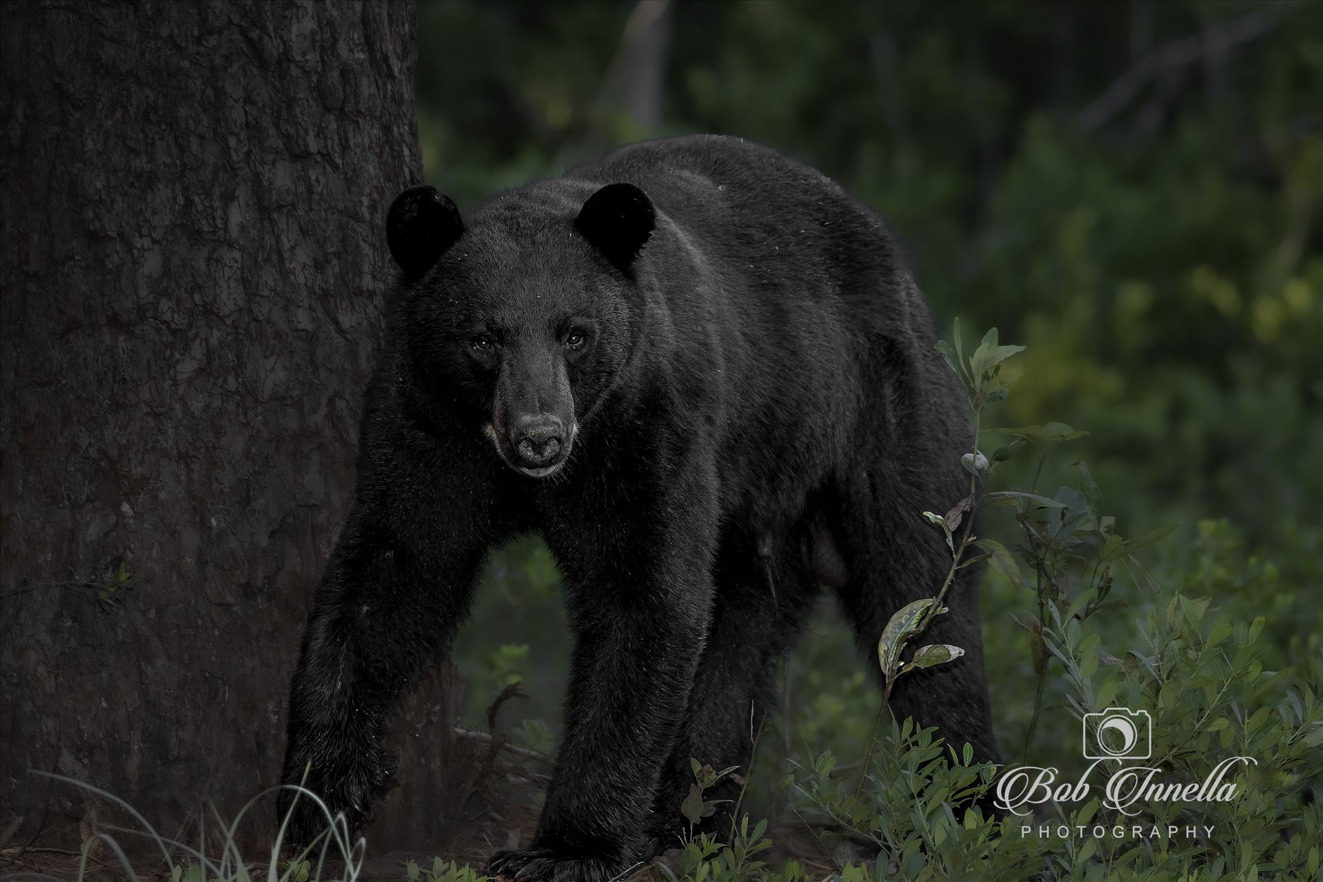 Black Bear Walking up to Me  by Buckmaster