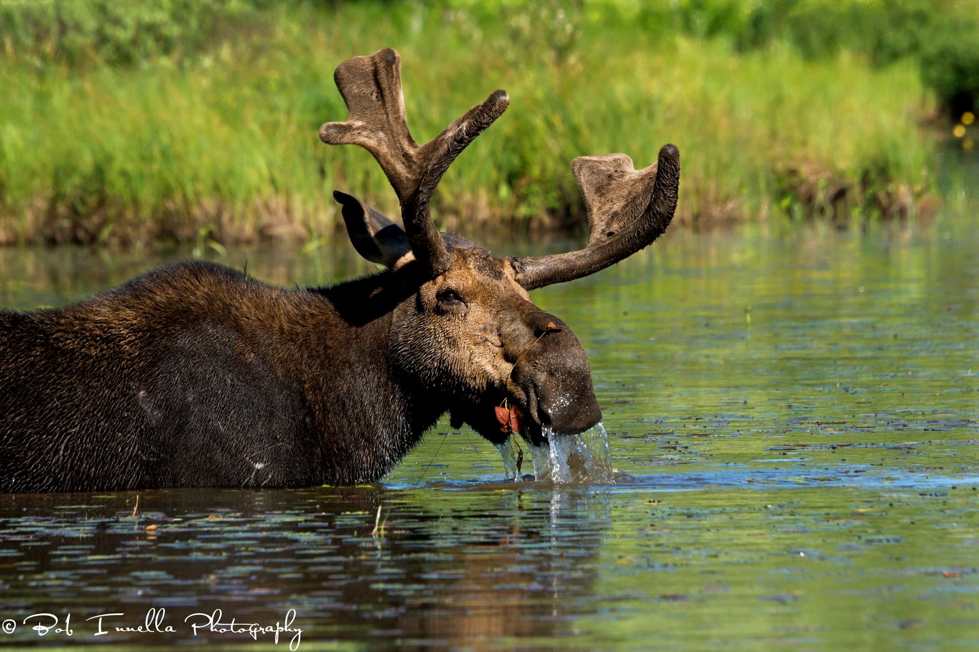 Bull Moose, Maine  by Buckmaster