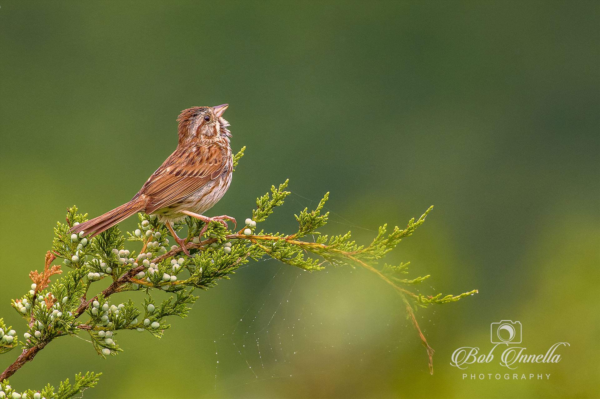 Sparrow  by Buckmaster