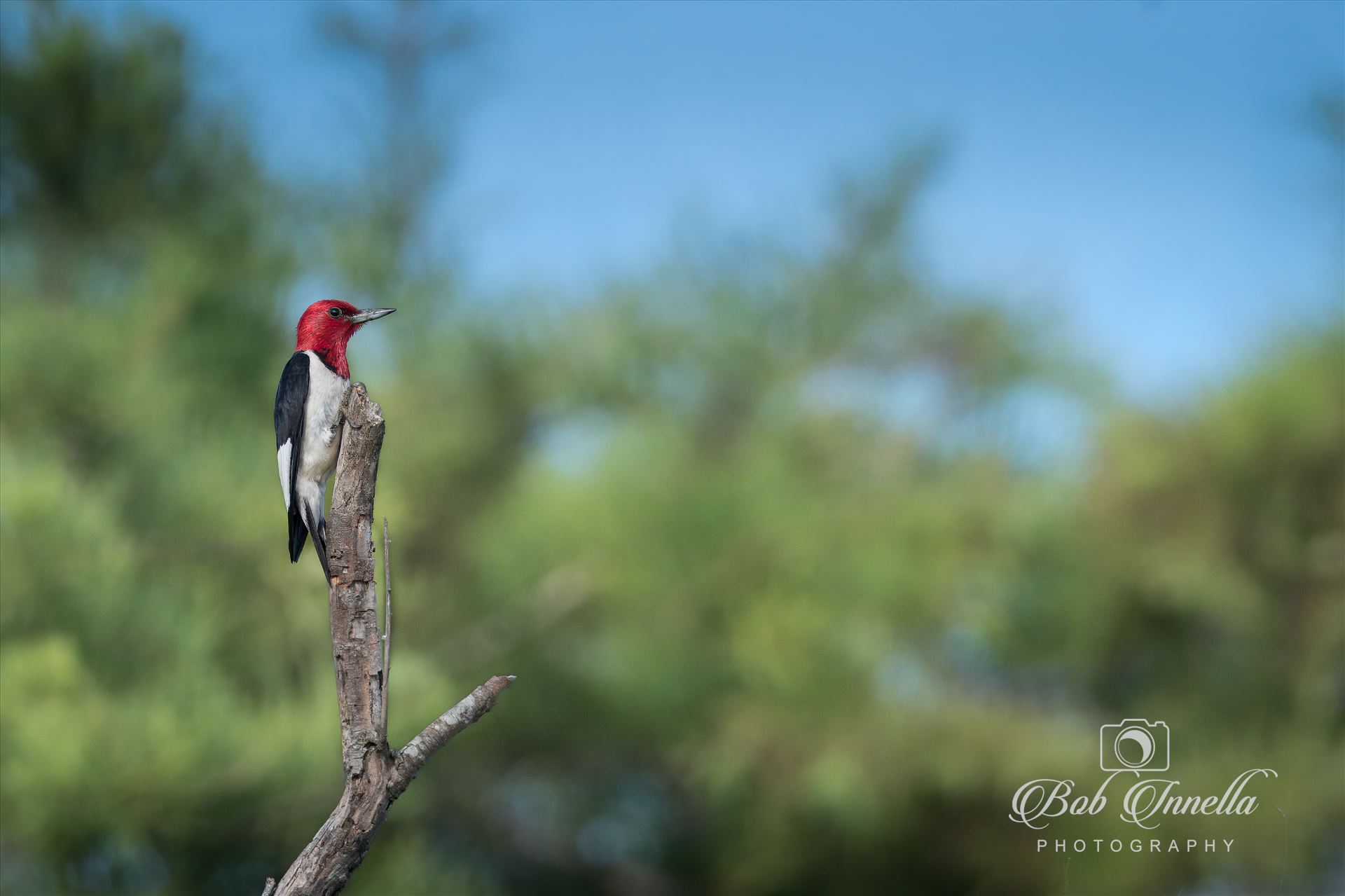 Red Headed Woodpecker  by Buckmaster