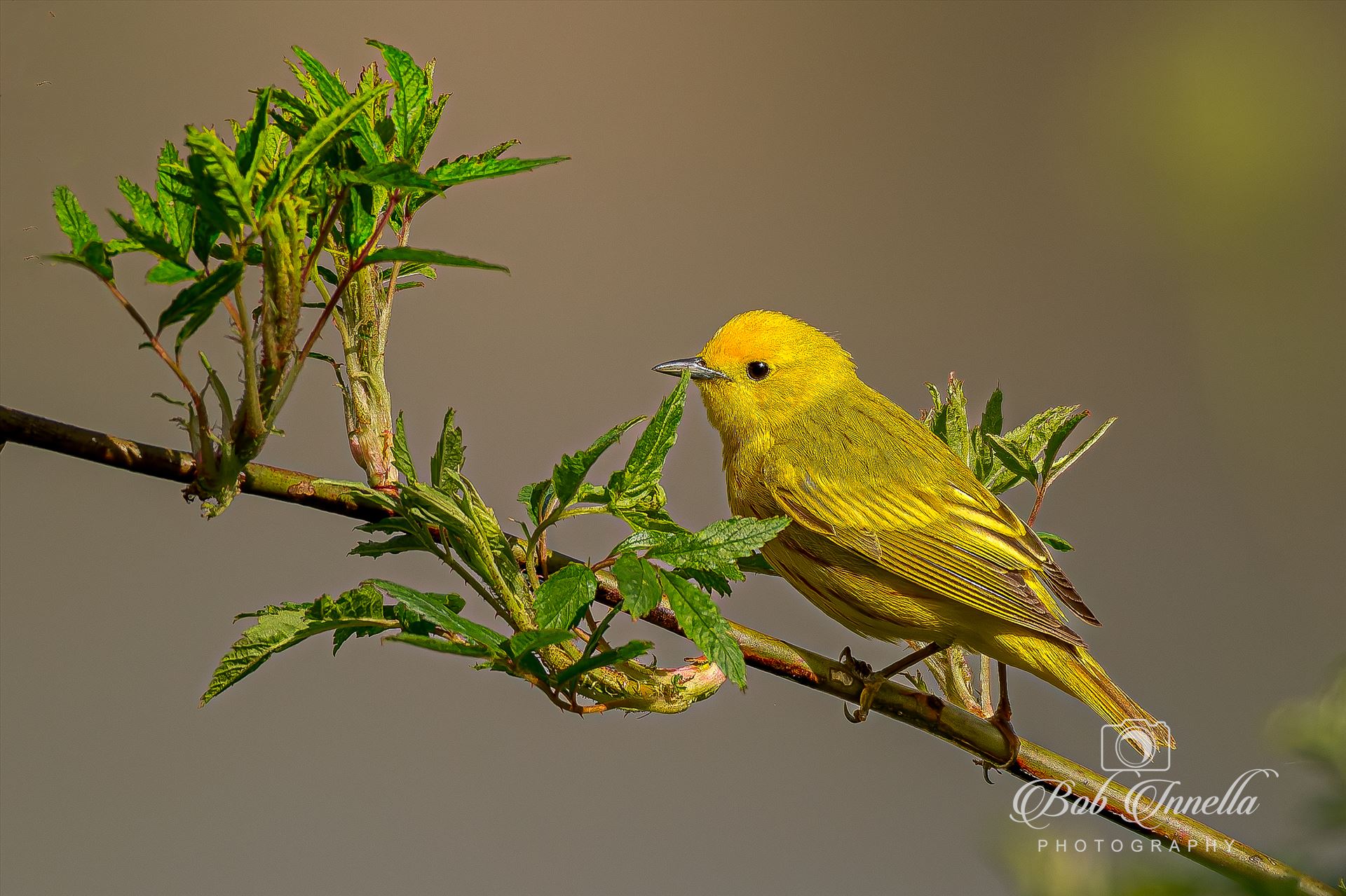 Yellow Warbler Male  by Buckmaster