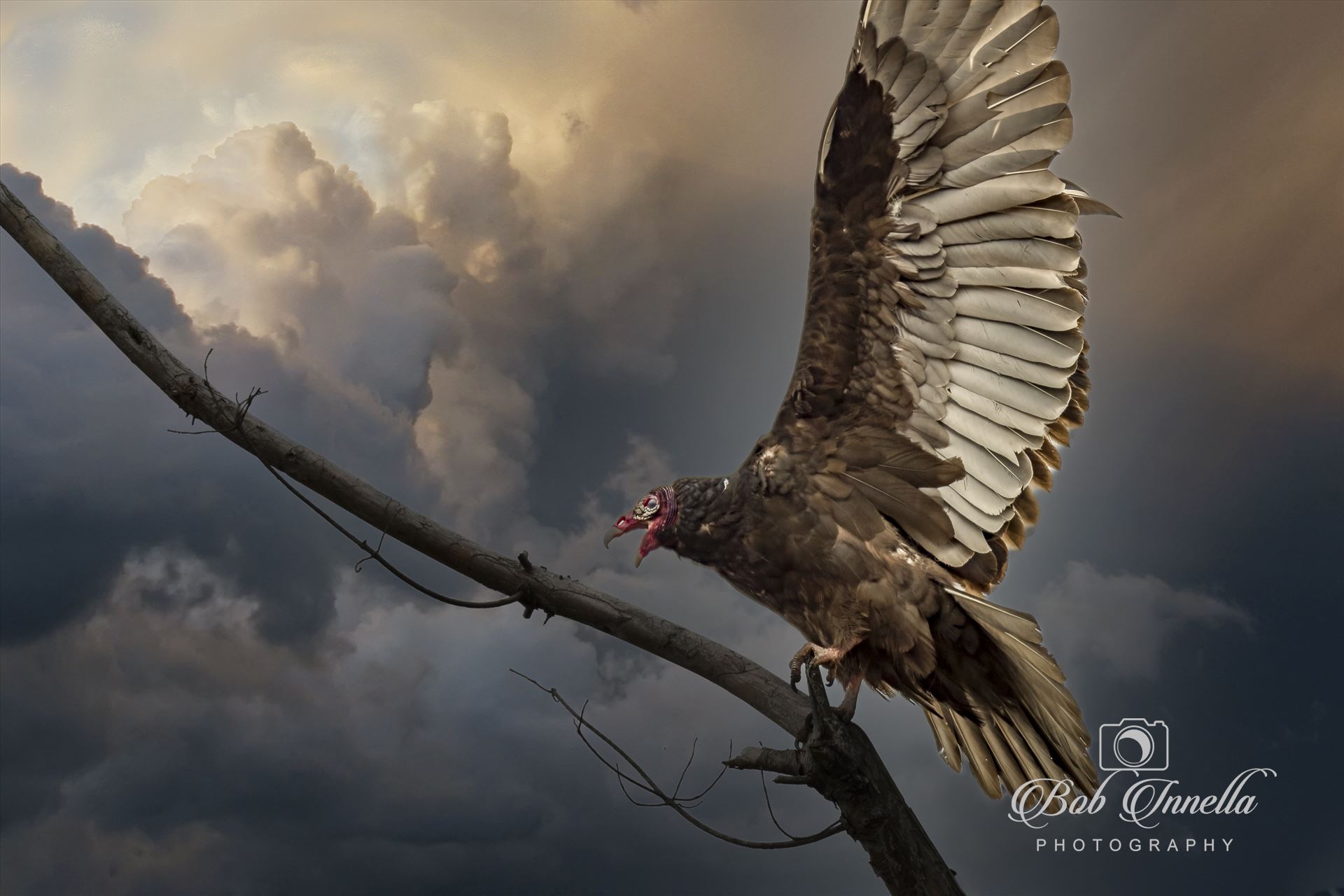 Vulture in Eerie sky  by Buckmaster