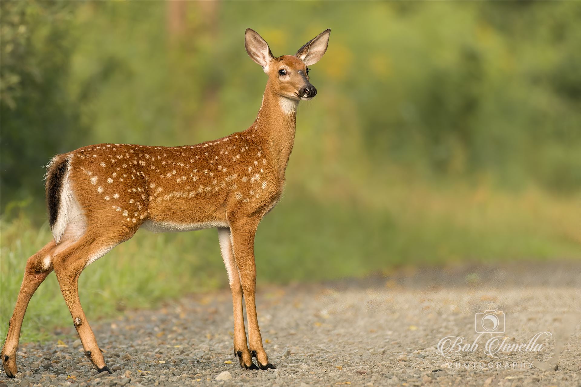 Whitetail Fawn  by Buckmaster