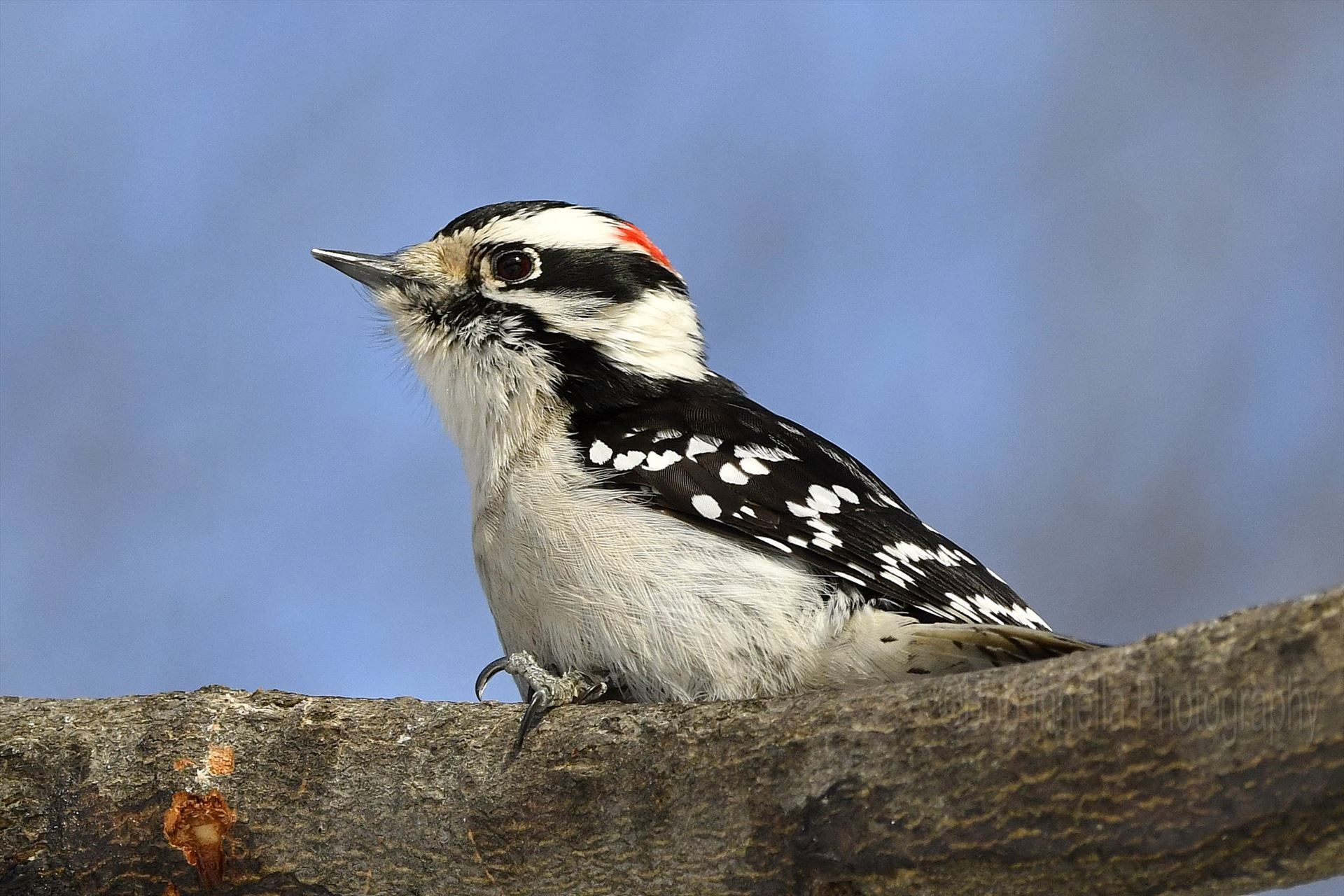 Male Downy Woodpecker2 Male Downy Woodpecker in the Wilds Of Northeast Pa by Buckmaster