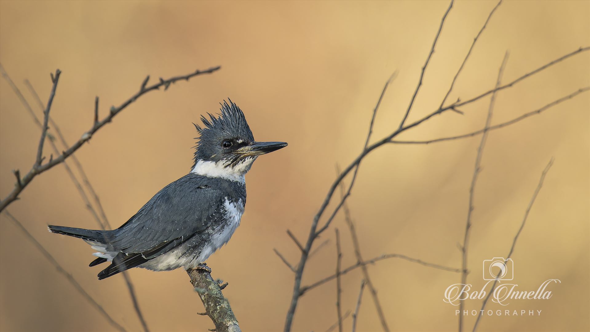 Belted Kingfisher  by Buckmaster