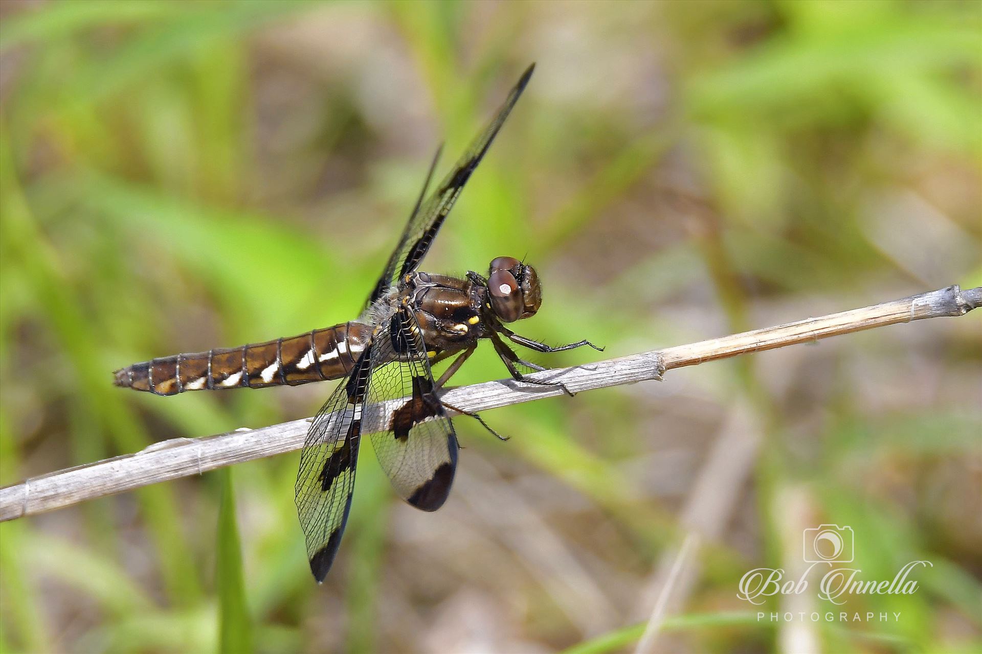Dragon Fly Taken in Montague, NJ by Buckmaster