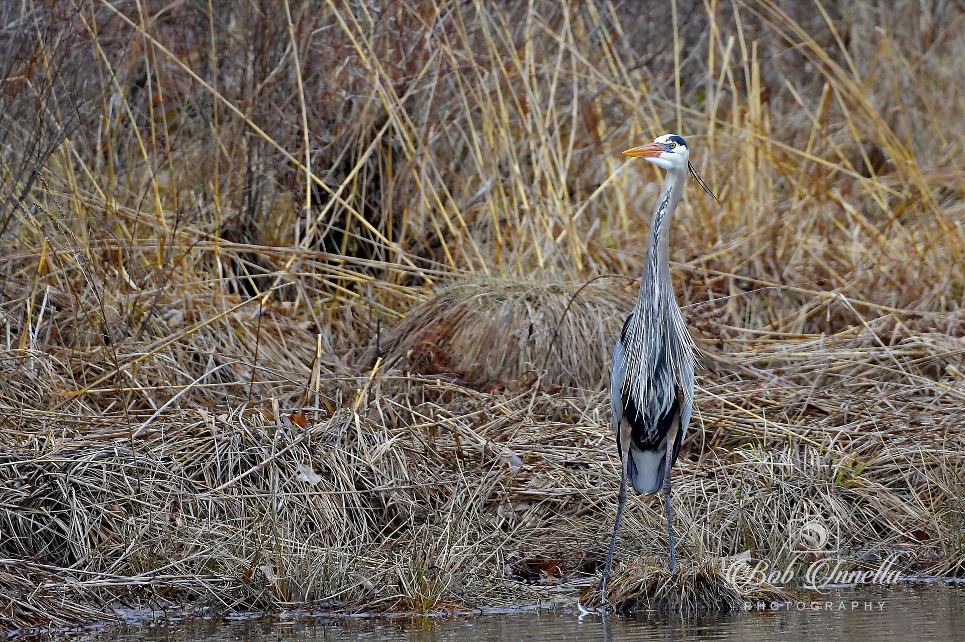 Great Blue Heron High Point State Park by Buckmaster