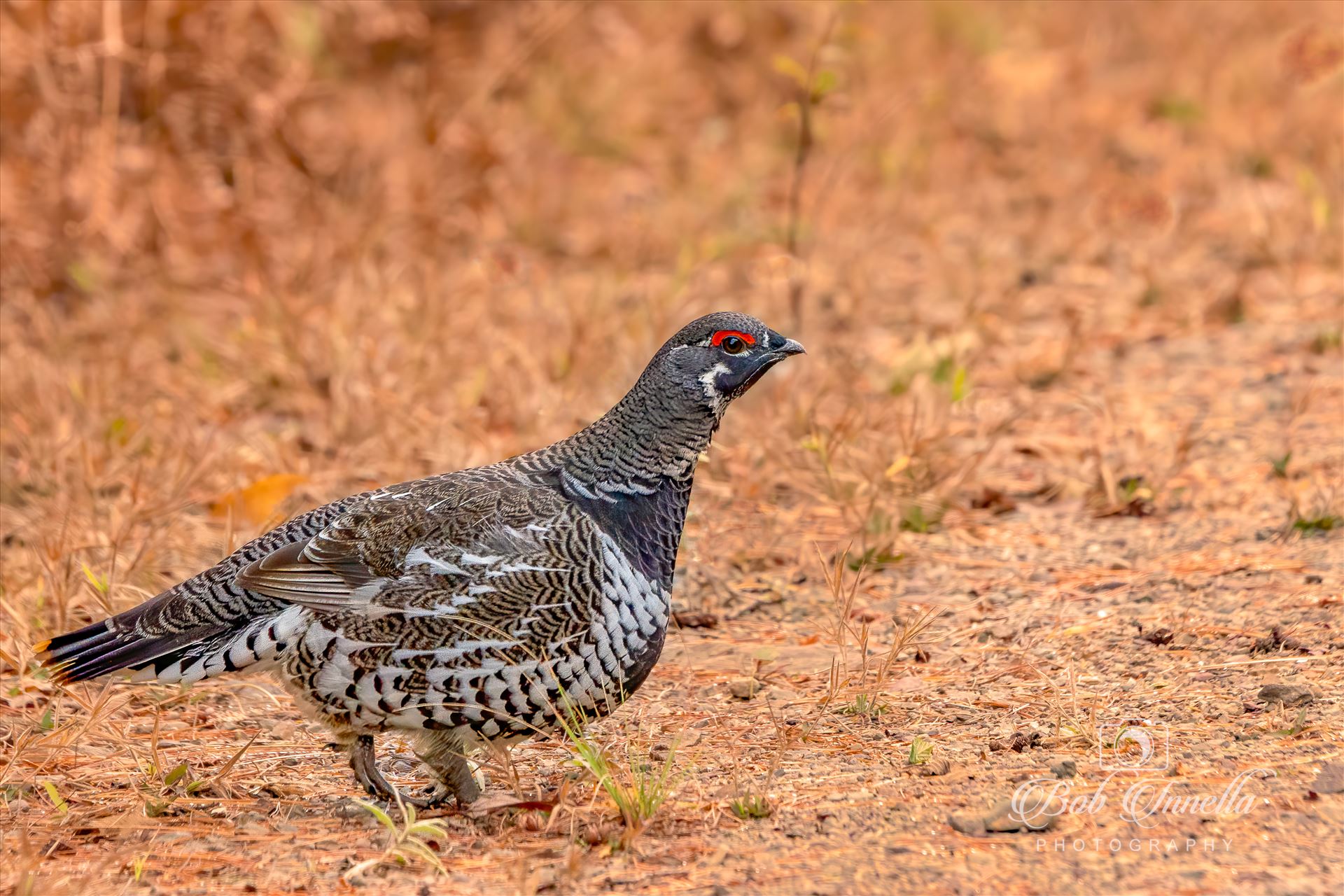 Male Spruce Grouse  by Buckmaster