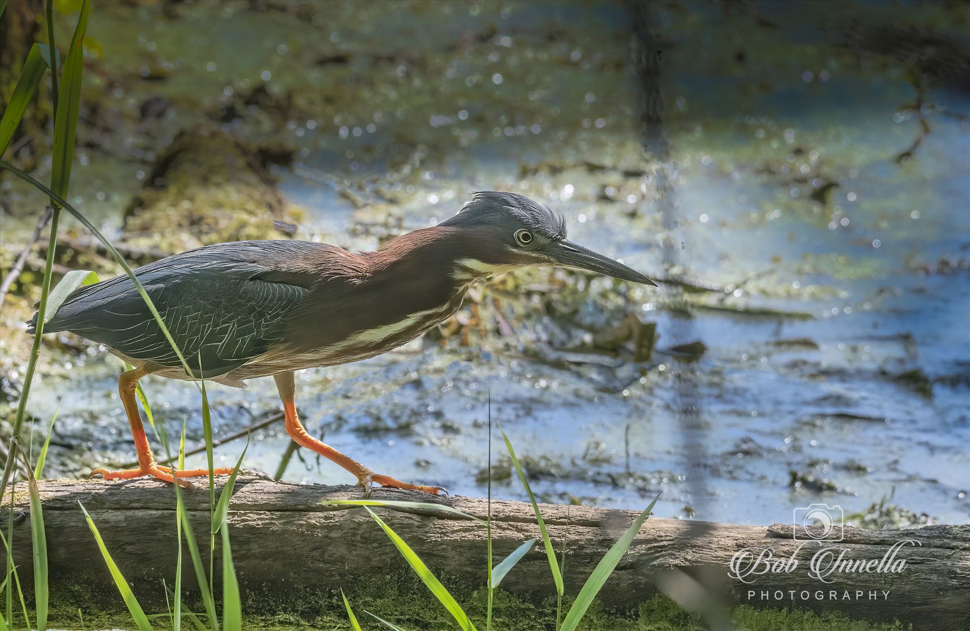 Green Heron  by Buckmaster