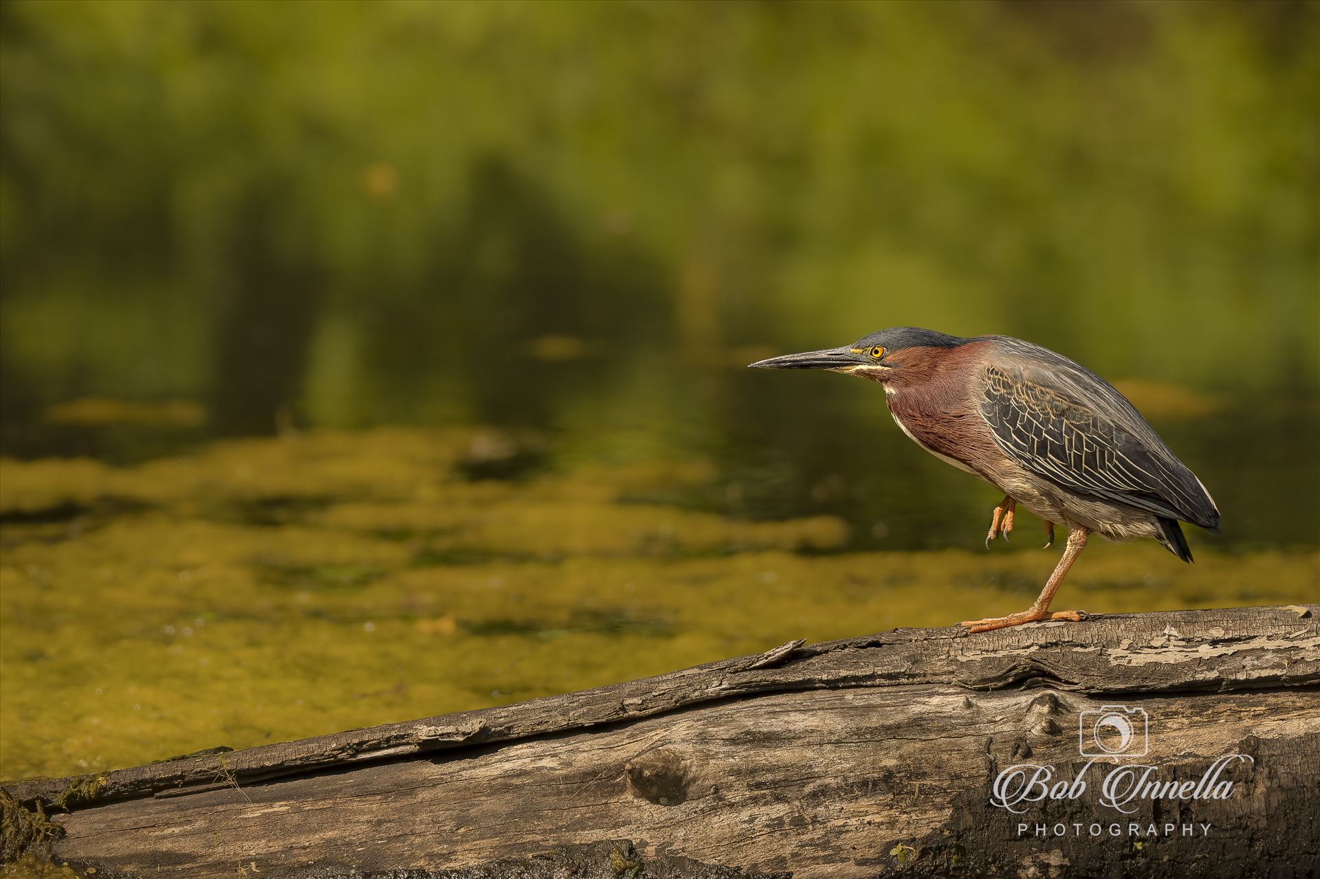 Green Heron  by Buckmaster