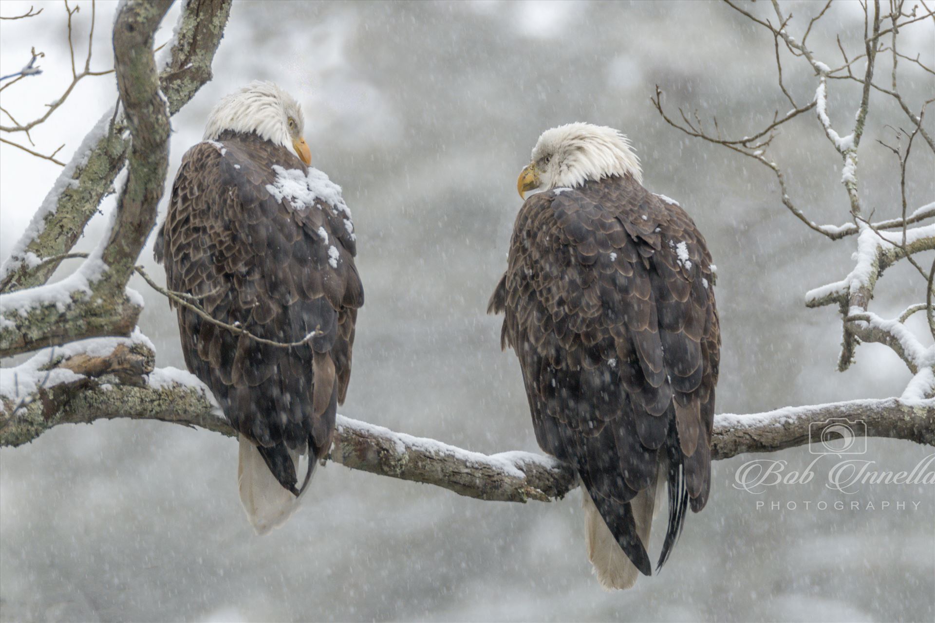 2 Bald Eagles In A Snowstorm  by Buckmaster