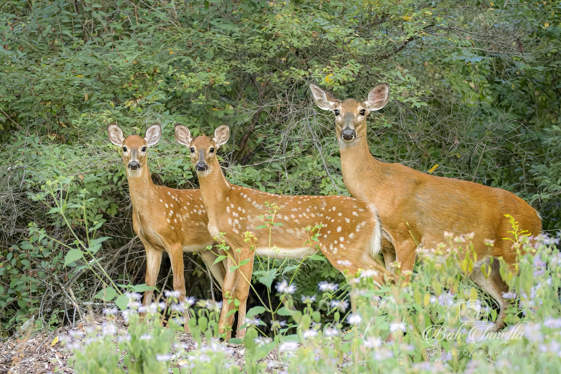Whitetail Doe and 2 Fawns  by Buckmaster