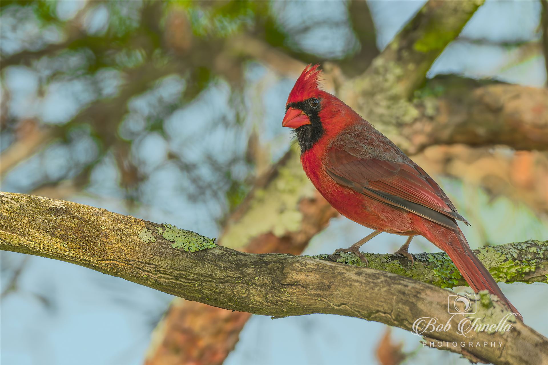 Northern Cardinal Male  by Buckmaster