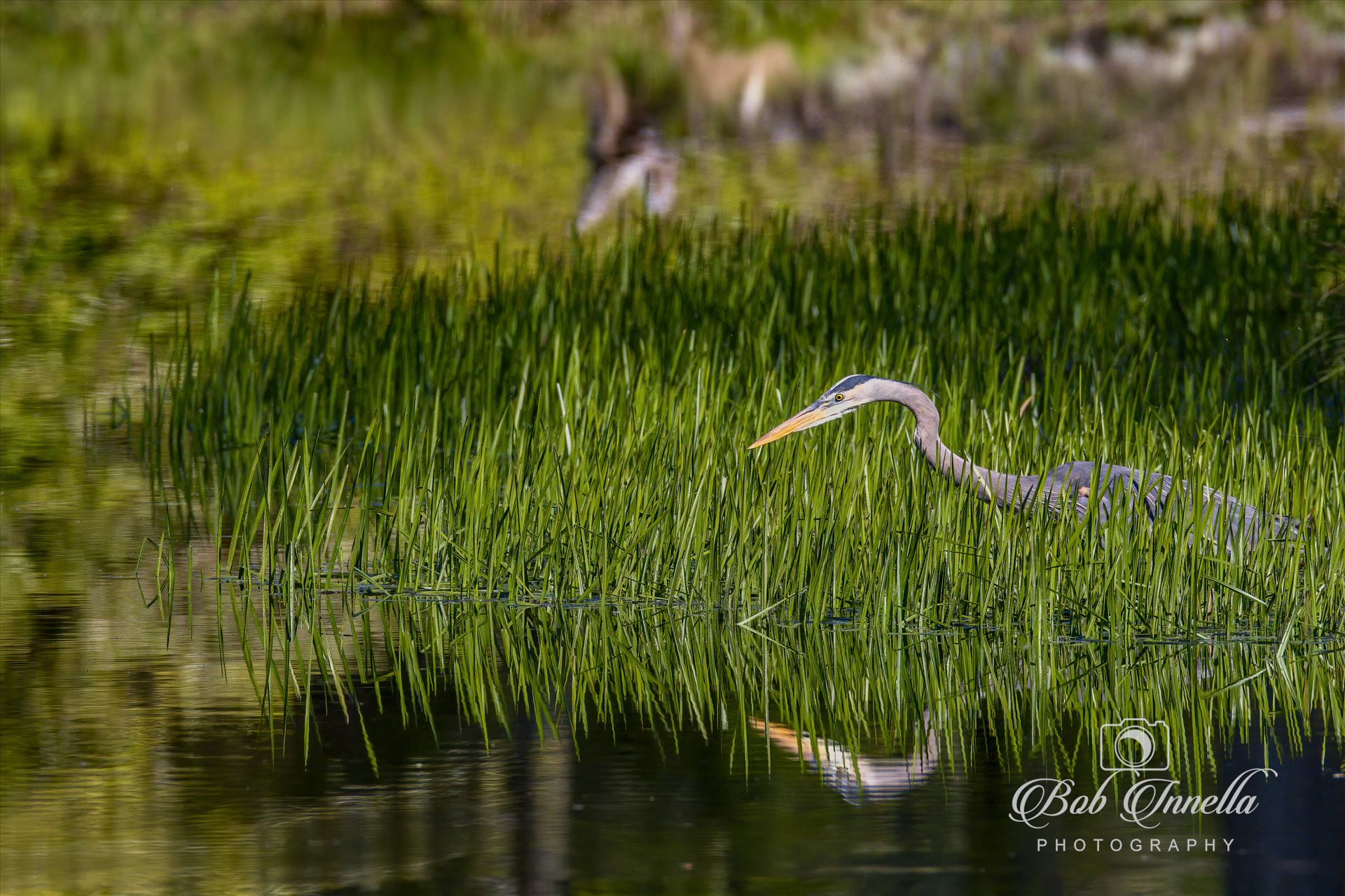 GBH Fishing  by Buckmaster