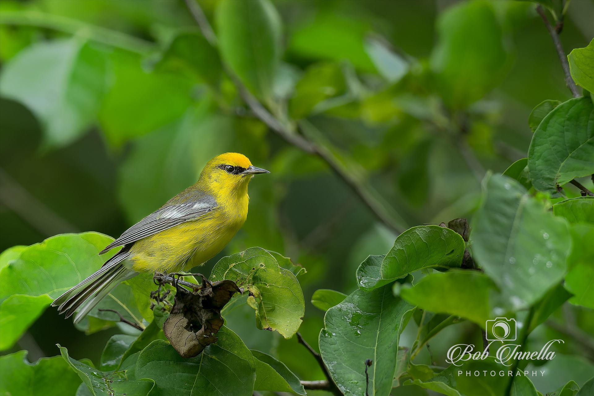 Blue Winged Warbler  by Buckmaster