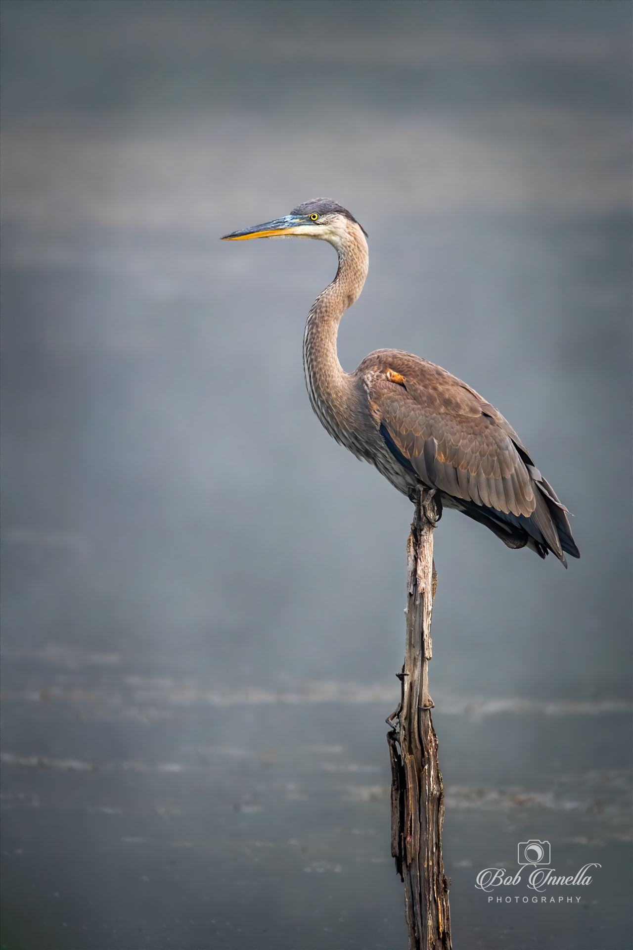 Great Blue Heron In Fog  by Buckmaster