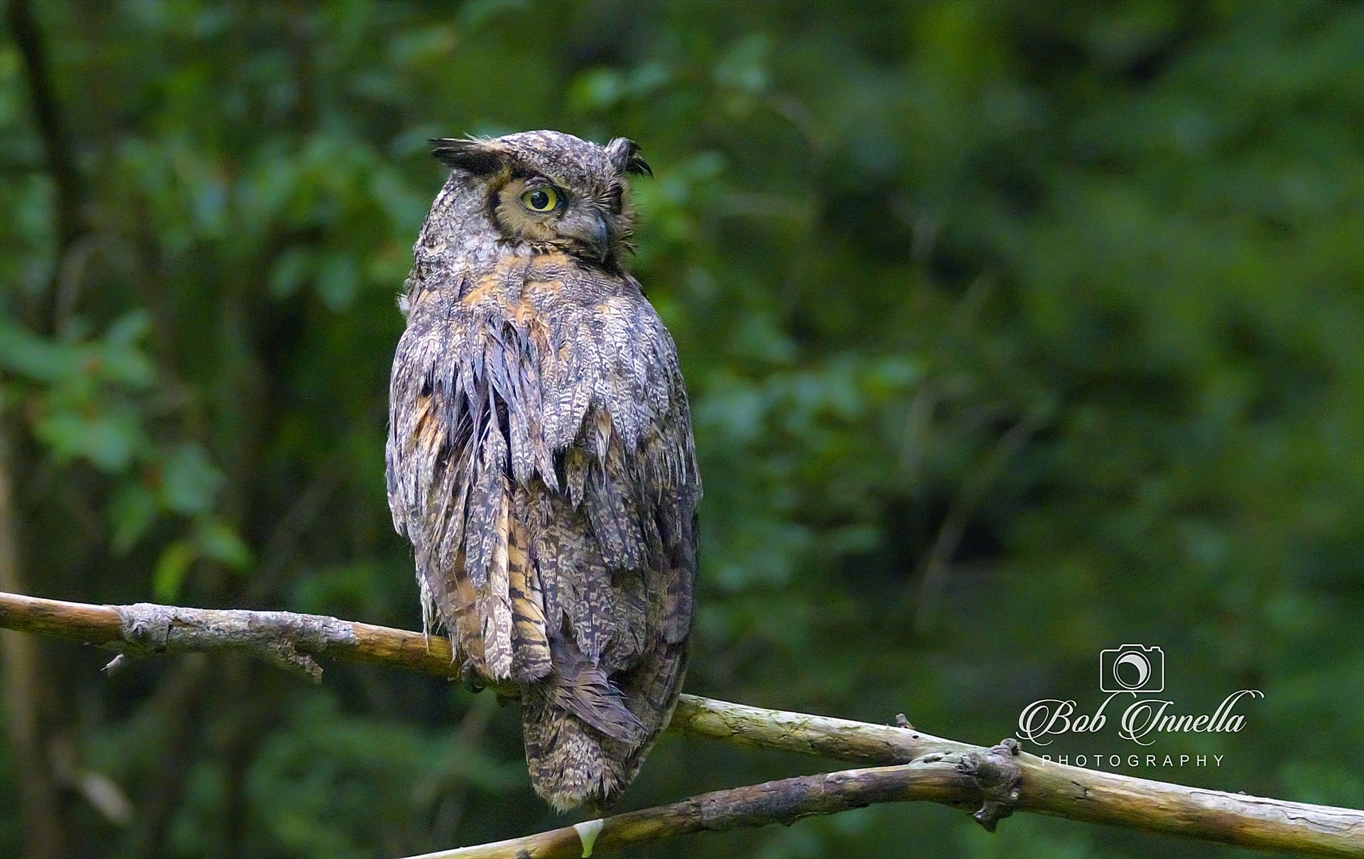 Great Horned Owl Taken in Delaware Water Gap, Pa by Buckmaster