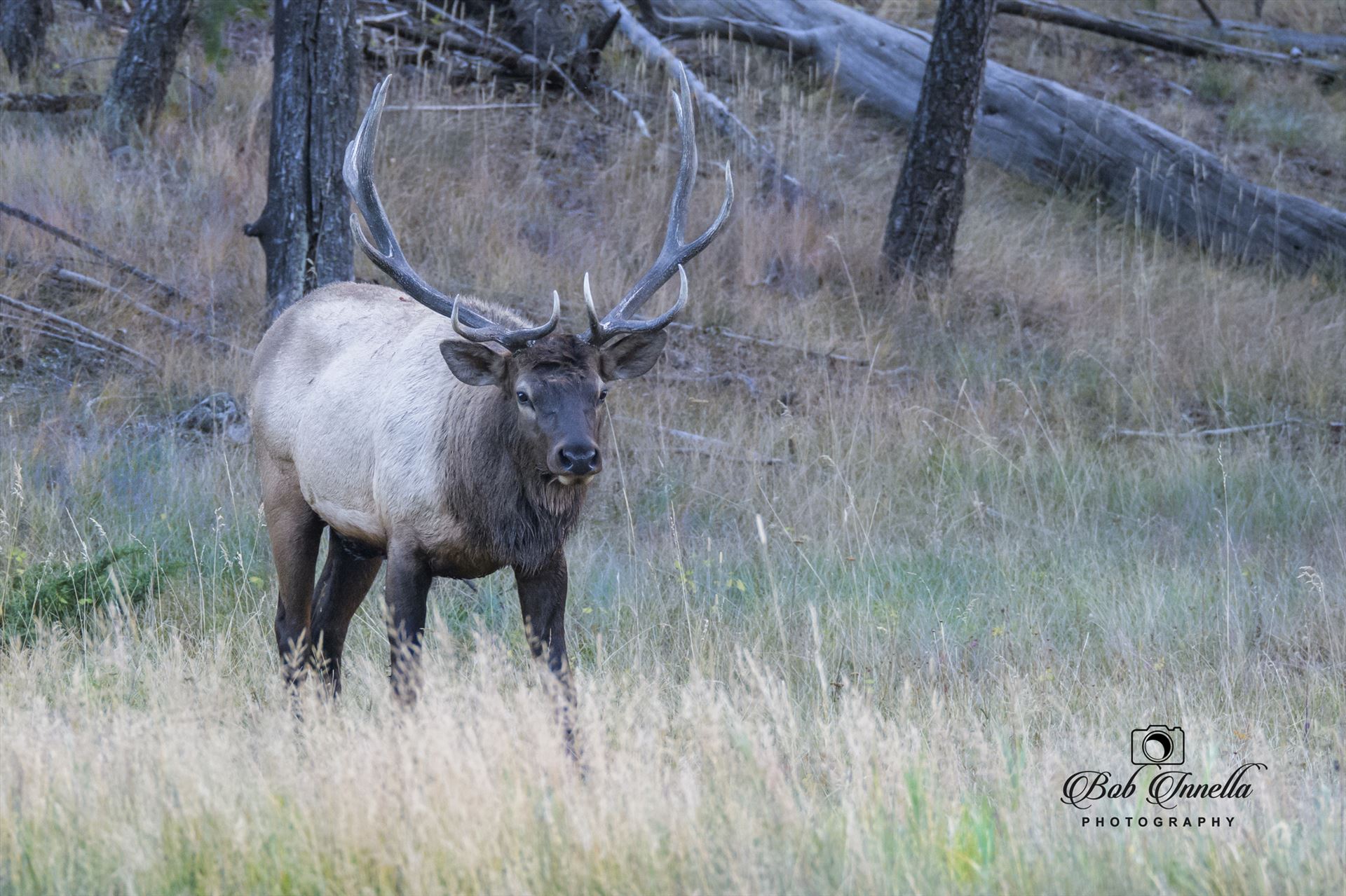 Bull Elk Watching Me Making Sure I Don't Bother His Cows by Buckmaster